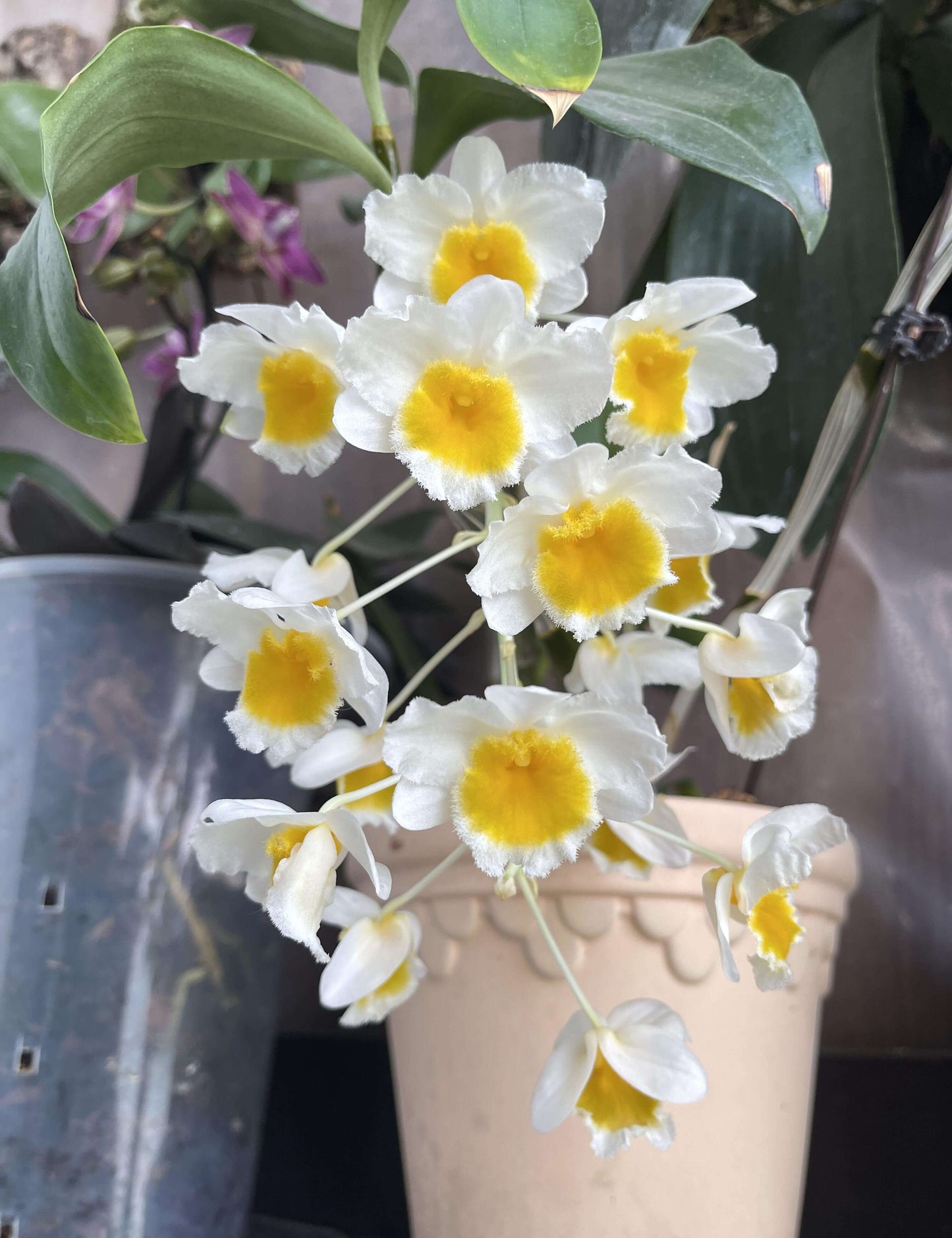 Dendrobium farmeri is a striking orchid species native to Southeast Asia, including regions like the eastern Himalayas, Assam, Nepal, Myanmar, Thailand, Laos, and Malaysia. It thrives in humid, tropical environments at elevations ranging from 150 to 1,000 meters above sea level. It is characterized by its four-angled pseudobulbs and produces clusters of pendulous flowers, typically blooming in spring.