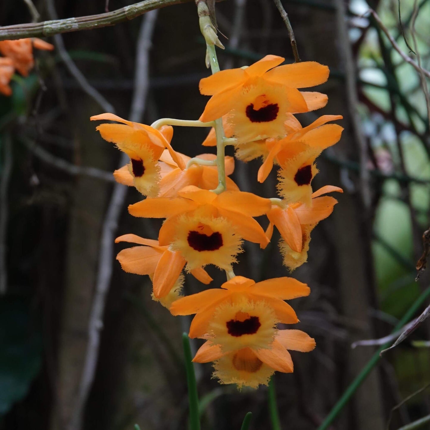 Dendrobium fimbriatum is native to the Himalayas (India, Nepal, Bhutan, and Bangladesh), southern China (Yunnan, Guangxi, and Guizhou), and Indochina—including Myanmar, Thailand, Laos, Vietnam, and Peninsular Malaysia. It grows epiphytically on trees, lithophytically on damp rocks, or terrestrially in humid, mossy forests at elevations ranging from about 500 to 2,400 meters.