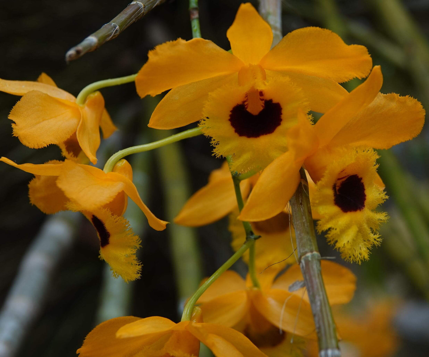 Dendrobium fimbriatum is native to the Himalayas (India, Nepal, Bhutan, and Bangladesh), southern China (Yunnan, Guangxi, and Guizhou), and Indochina—including Myanmar, Thailand, Laos, Vietnam, and Peninsular Malaysia. It grows epiphytically on trees, lithophytically on damp rocks, or terrestrially in humid, mossy forests at elevations ranging from about 500 to 2,400 meters.