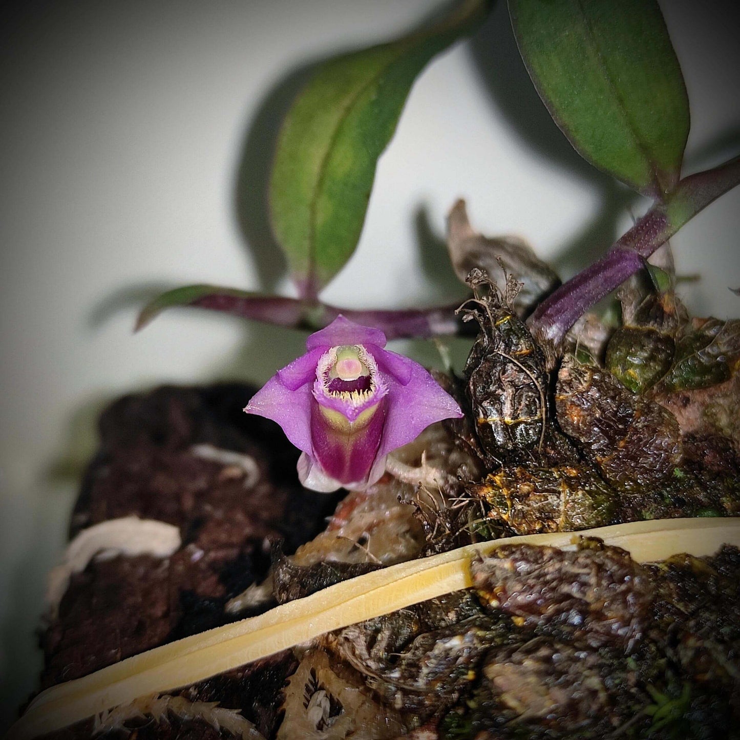 Dendrobium fuscifaucium is a rare and captivating miniature orchid species, first described in 2022. Native to the limestone-rich mountains of Kasi District in Vientiane Province, Laos. This orchid is very small, making it perfect for terrariums where space and humidity can be carefully controlled.