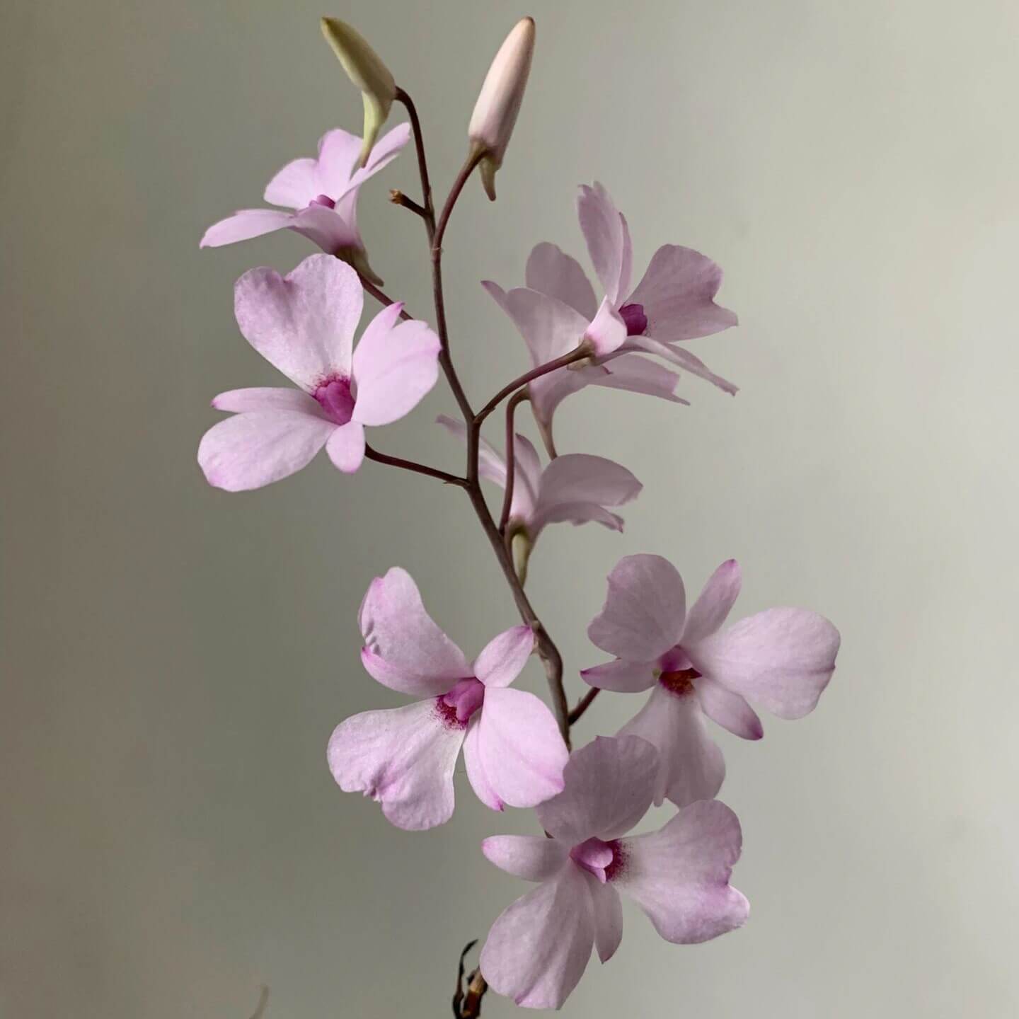 Dendrobium fytchianum is native to Myanmar (formerly Burma) and Malaysia, where it typically grows as an epiphyte on exposed tree branches overlooking rivers, at elevations of approximately 46–610 meters above sea level.