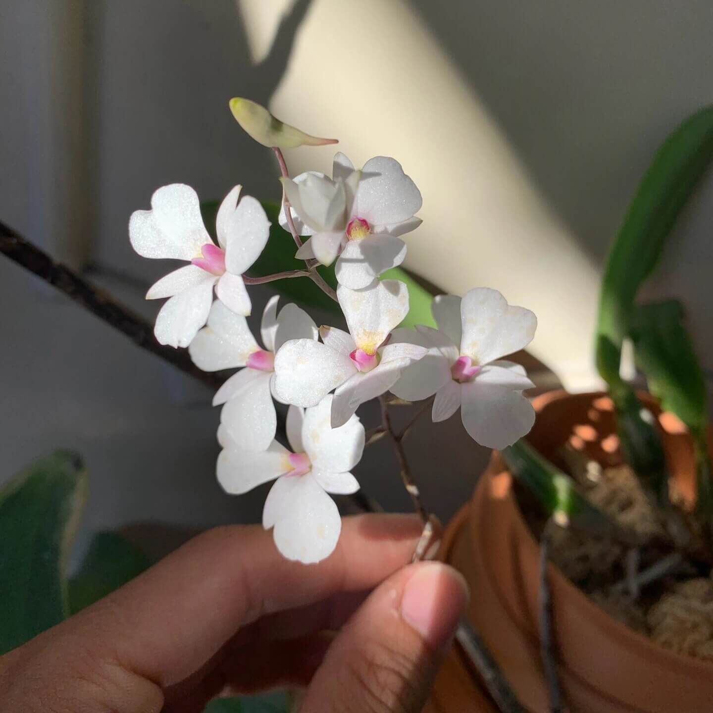Dendrobium fytchianum is native to Myanmar (formerly Burma) and Malaysia, where it typically grows as an epiphyte on exposed tree branches overlooking rivers, at elevations of approximately 46–610 meters above sea level.