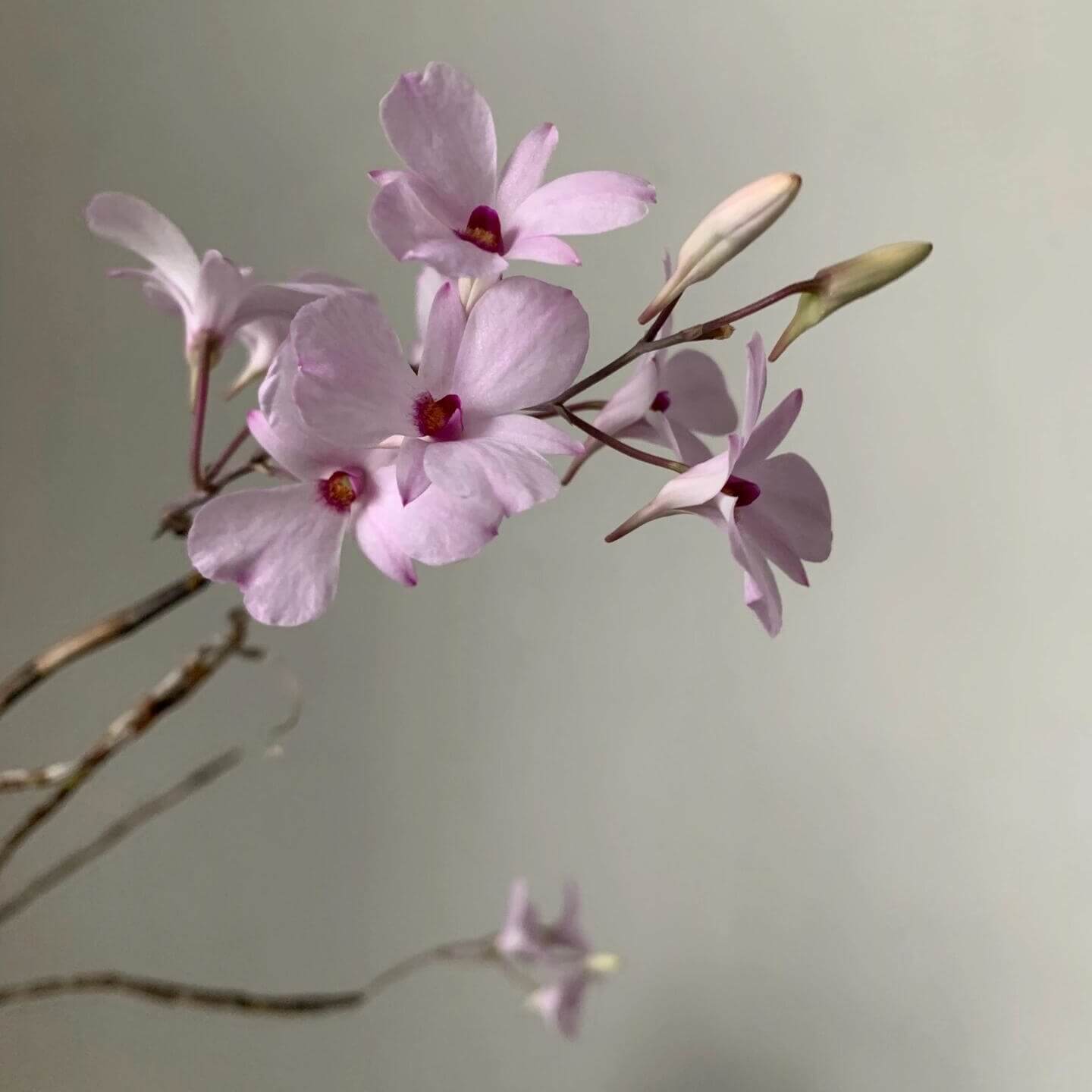 Dendrobium fytchianum is native to Myanmar (formerly Burma) and Malaysia, where it typically grows as an epiphyte on exposed tree branches overlooking rivers, at elevations of approximately 46–610 meters above sea level.