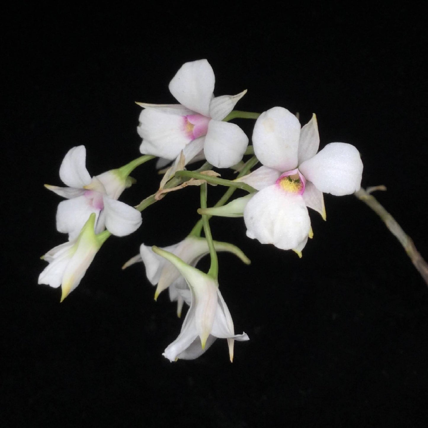 Dendrobium fytchianum is native to Myanmar (formerly Burma) and Malaysia, where it typically grows as an epiphyte on exposed tree branches overlooking rivers, at elevations of approximately 46–610 meters above sea level.