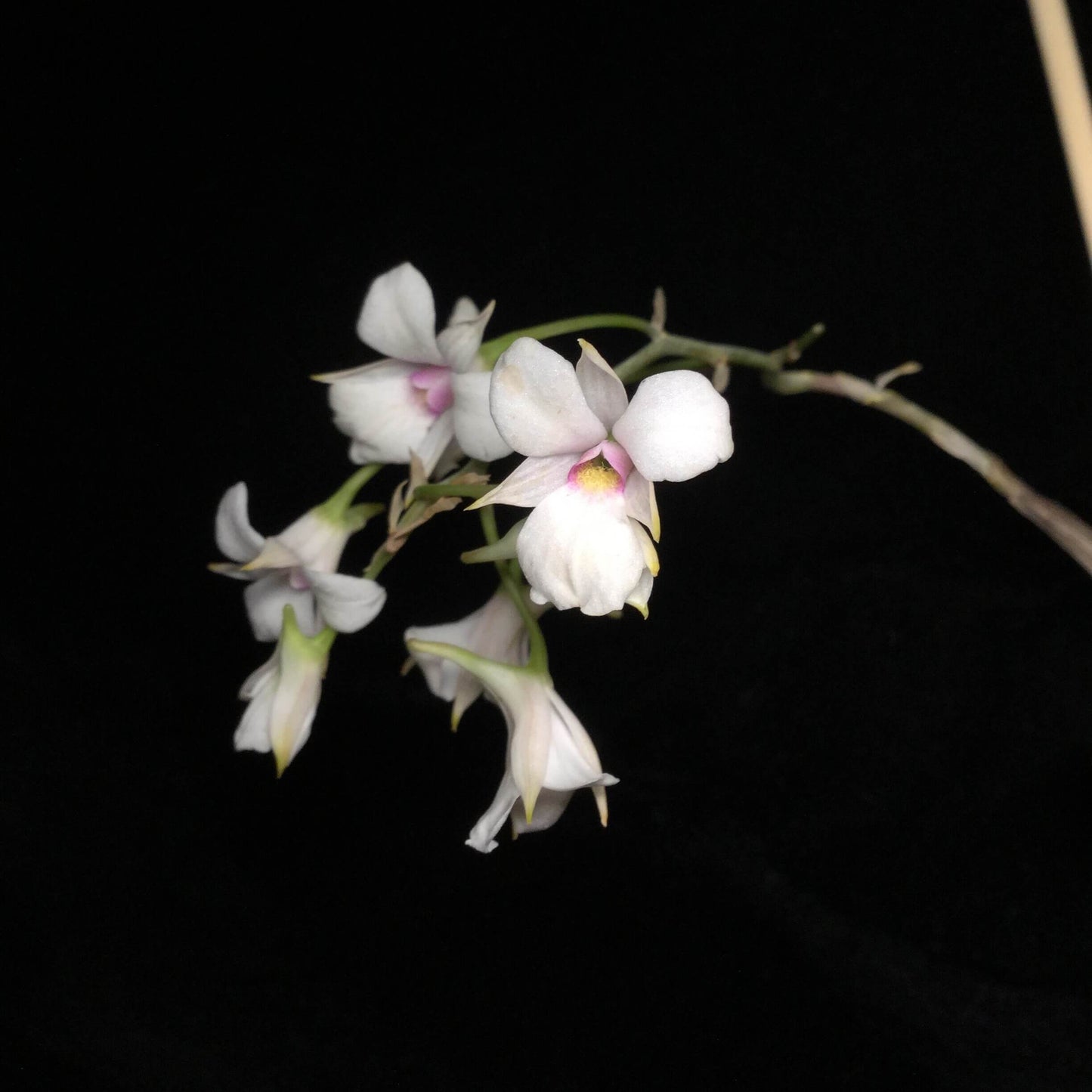 Dendrobium fytchianum is native to Myanmar (formerly Burma) and Malaysia, where it typically grows as an epiphyte on exposed tree branches overlooking rivers, at elevations of approximately 46–610 meters above sea level.