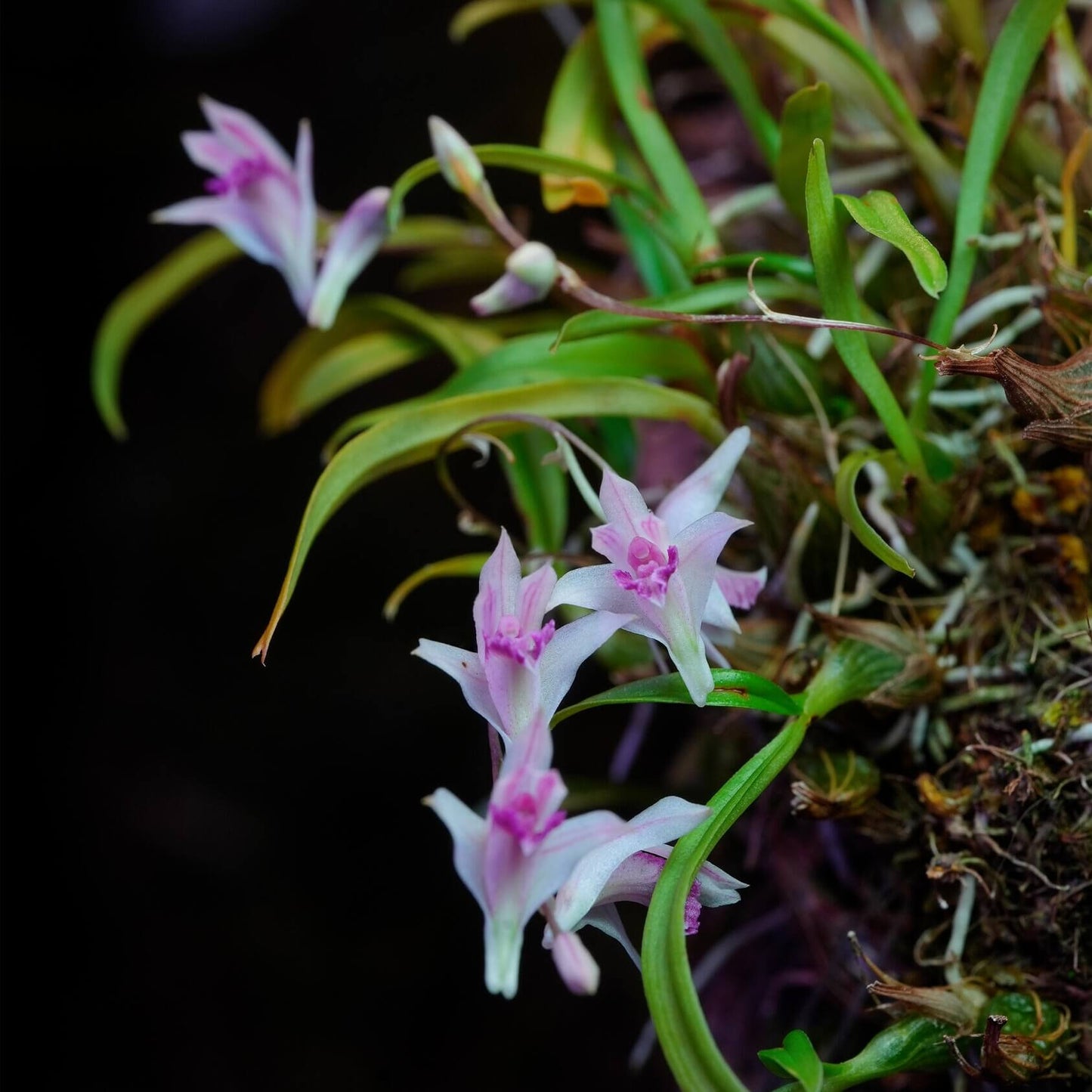 Dendrobium garrettii Seidenf. (1985) is an accepted species of miniature orchid endemic to Thailand, where it grows as an epiphyte in montane forests at elevations around 1800 meters.