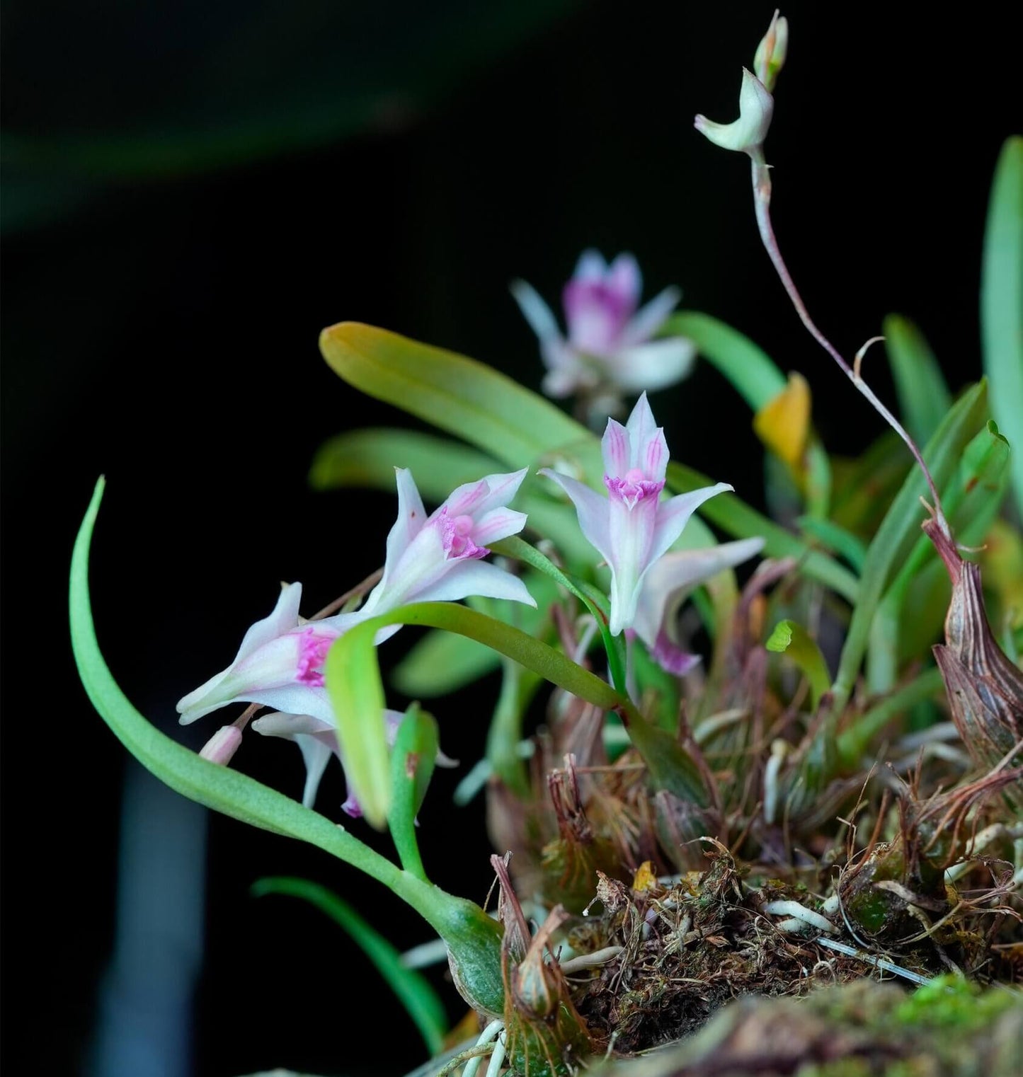 Dendrobium garrettii Seidenf. (1985) is an accepted species of miniature orchid endemic to Thailand, where it grows as an epiphyte in montane forests at elevations around 1800 meters.