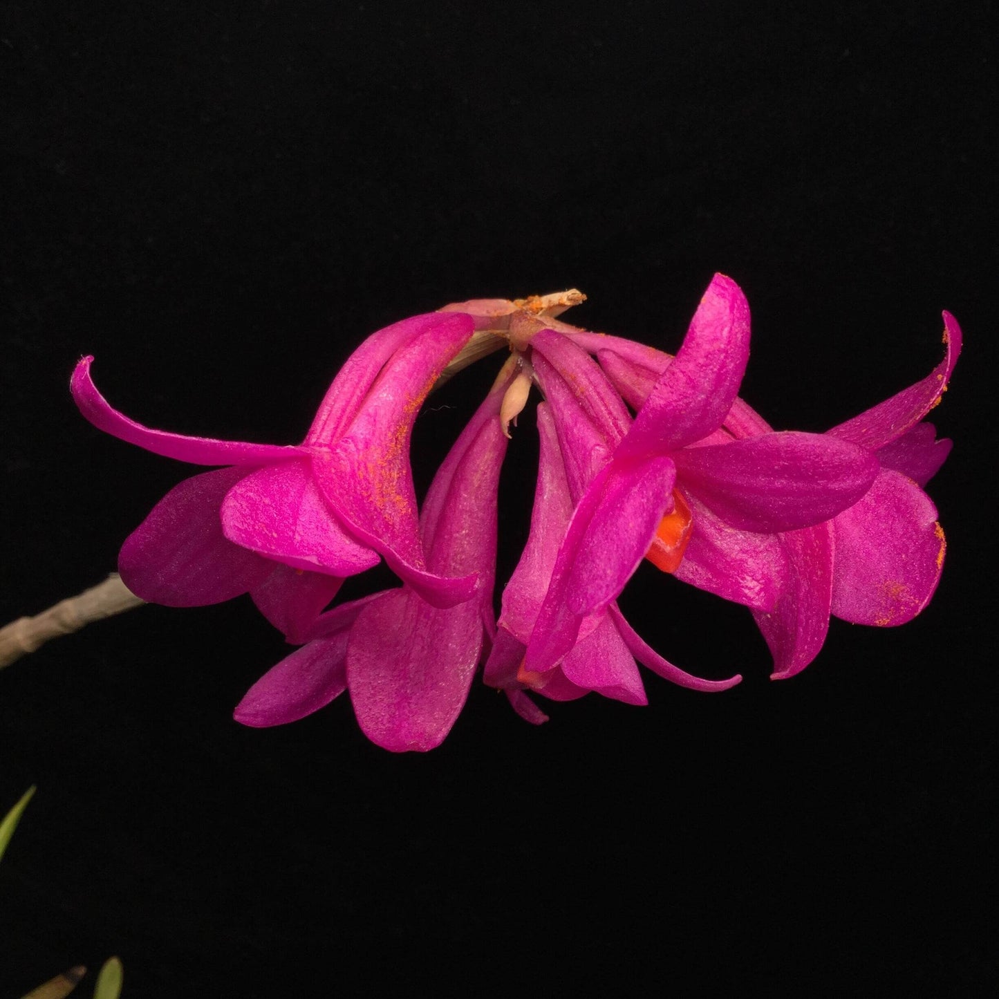 Dendrobium glomeratum is a striking epiphytic orchid native to the Moluccas and Sulawesi in Indonesia. This species is celebrated for its vibrant purple flowers with bright orange lips, which bloom in dense clusters along pendulous canes.