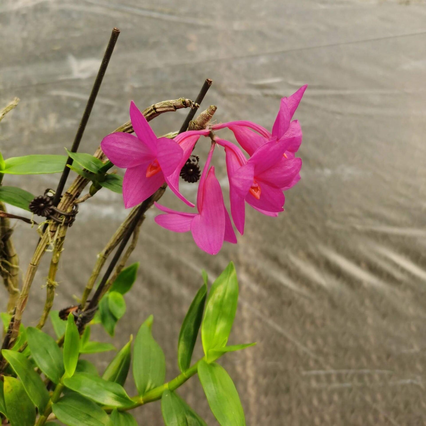 Dendrobium glomeratum is a striking epiphytic orchid native to the Moluccas and Sulawesi in Indonesia. This species is celebrated for its vibrant purple flowers with bright orange lips, which bloom in dense clusters along pendulous canes.