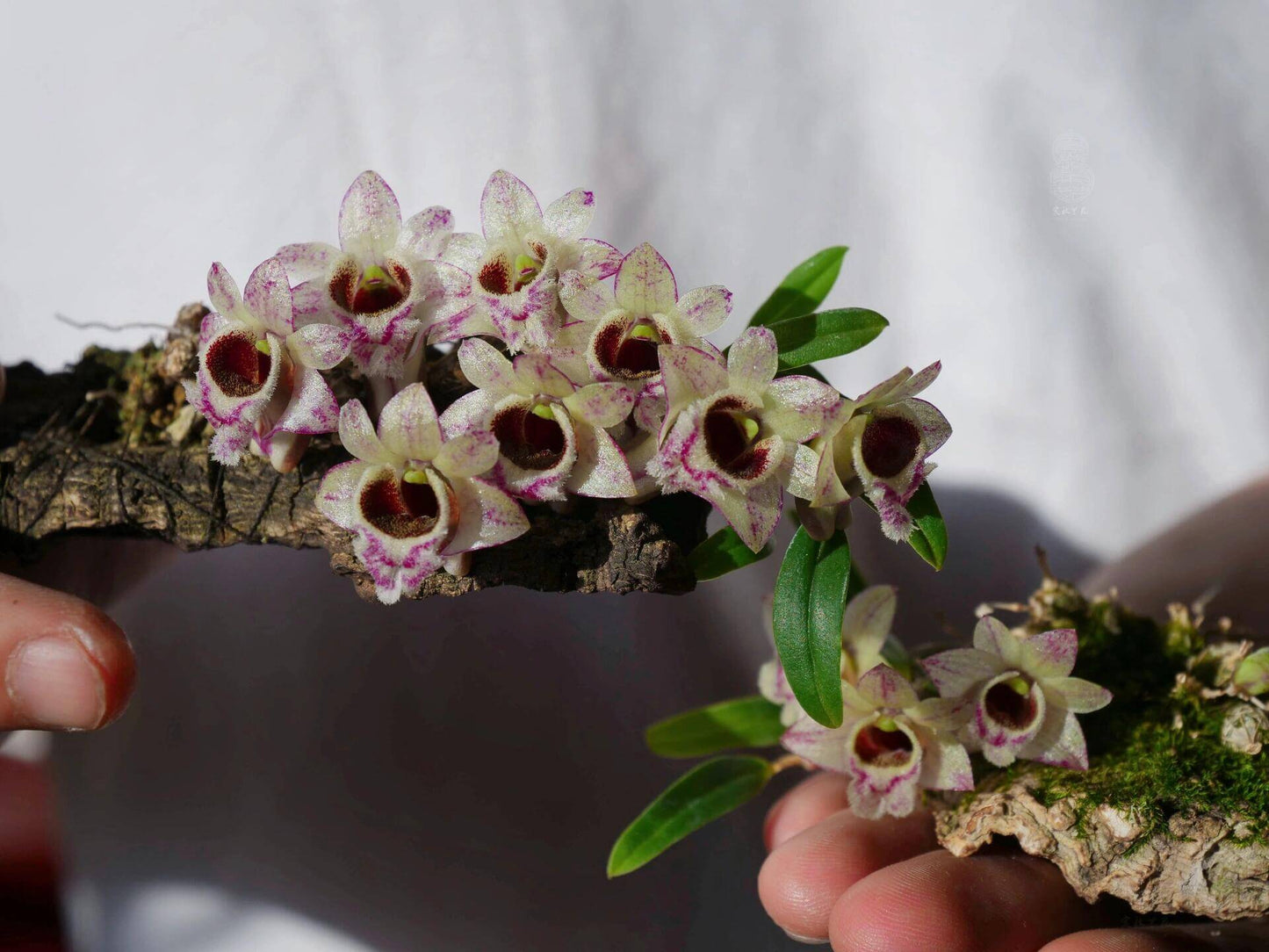 Dendrobium hekouense is a captivating miniature orchid species native to the subtropical highlands of Yunnan, China, and northern Vietnam. First described in 2011, it thrives in cool, humid environments at elevations of 1,000 to 2,000 meters above sea level, making it well-suited for terrariums.