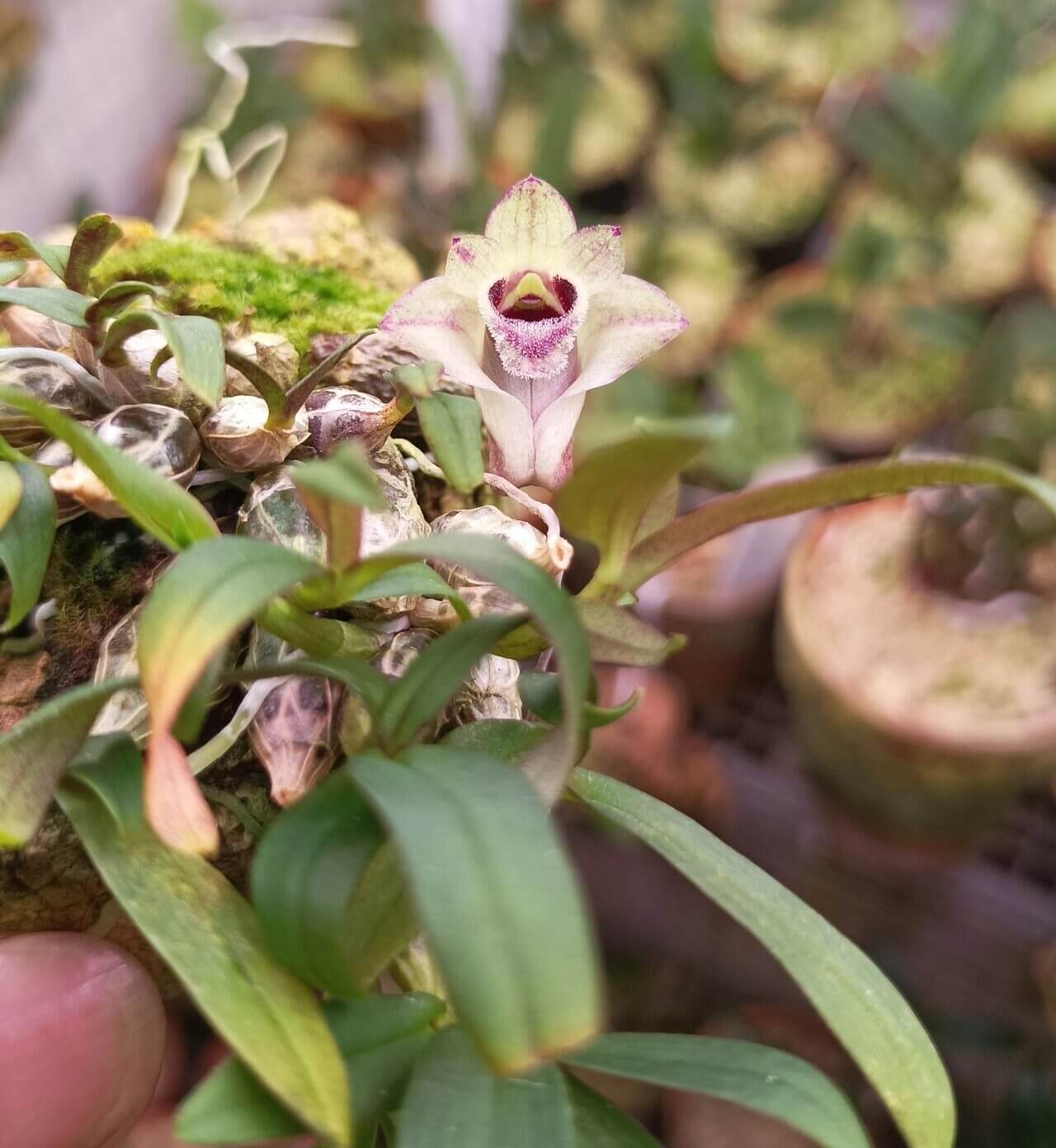 Dendrobium hekouense is a captivating miniature orchid species native to the subtropical highlands of Yunnan, China, and northern Vietnam. First described in 2011, it thrives in cool, humid environments at elevations of 1,000 to 2,000 meters above sea level, making it well-suited for terrariums.