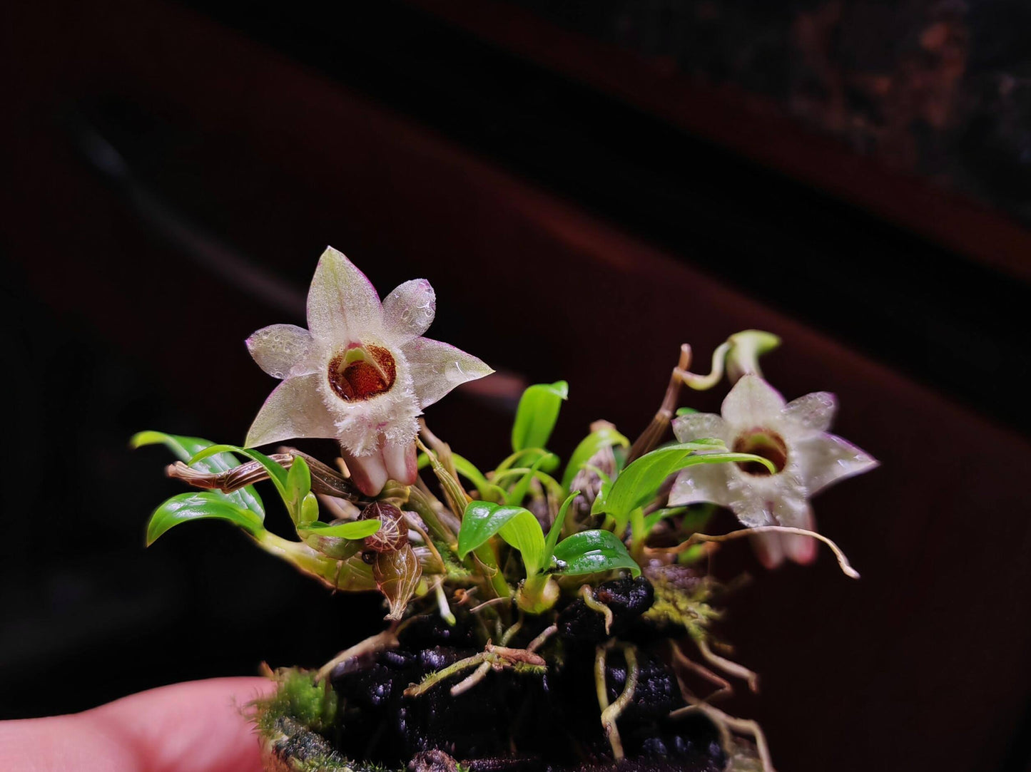 Dendrobium hekouense is a captivating miniature orchid species native to the subtropical highlands of Yunnan, China, and northern Vietnam. First described in 2011, it thrives in cool, humid environments at elevations of 1,000 to 2,000 meters above sea level, making it well-suited for terrariums.