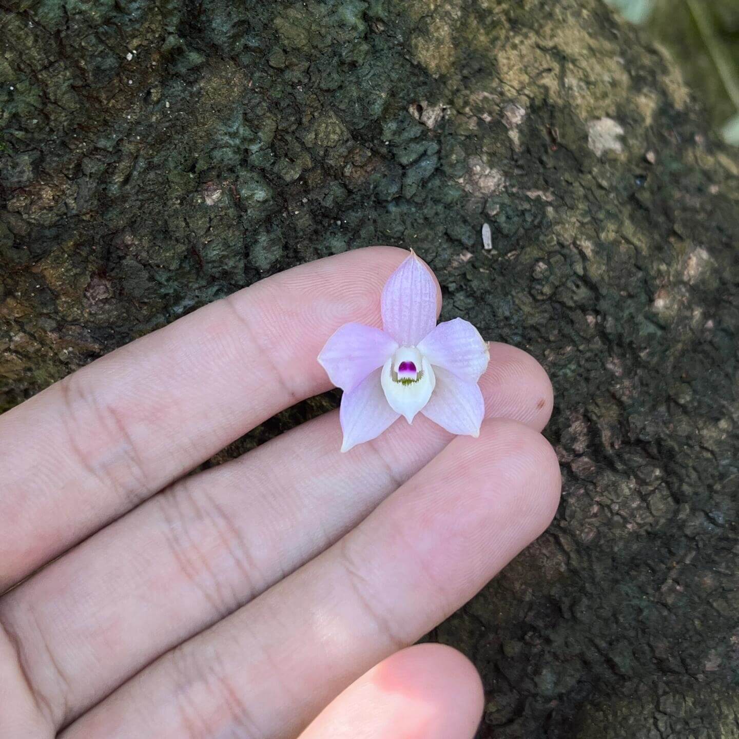 Dendrobium hercoglossum, first described in 1886 by Reichenbach, derives its name from the Greek herkos (“fence”) and glossa (“tongue”), a reference to its distinctive divided lip. Native to Southeast Asia—including Myanmar, Thailand, Vietnam, Cambodia, Malaysia, Laos, southern China, and the Philippines—it typically inhabits evergreen and montane forests at elevations of 50 to 1,200 meters, often growing near streams.