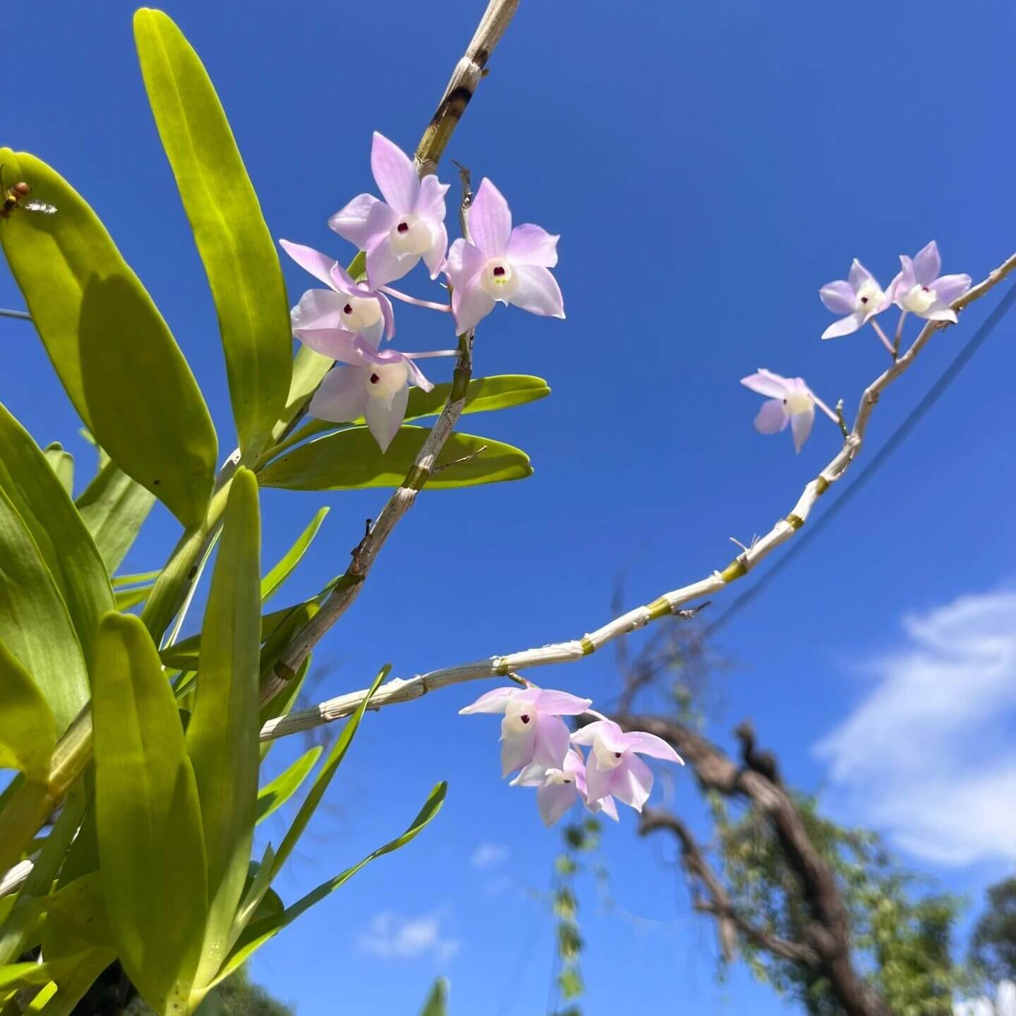 Dendrobium hercoglossum, first described in 1886 by Reichenbach, derives its name from the Greek herkos (“fence”) and glossa (“tongue”), a reference to its distinctive divided lip. Native to Southeast Asia—including Myanmar, Thailand, Vietnam, Cambodia, Malaysia, Laos, southern China, and the Philippines—it typically inhabits evergreen and montane forests at elevations of 50 to 1,200 meters, often growing near streams.