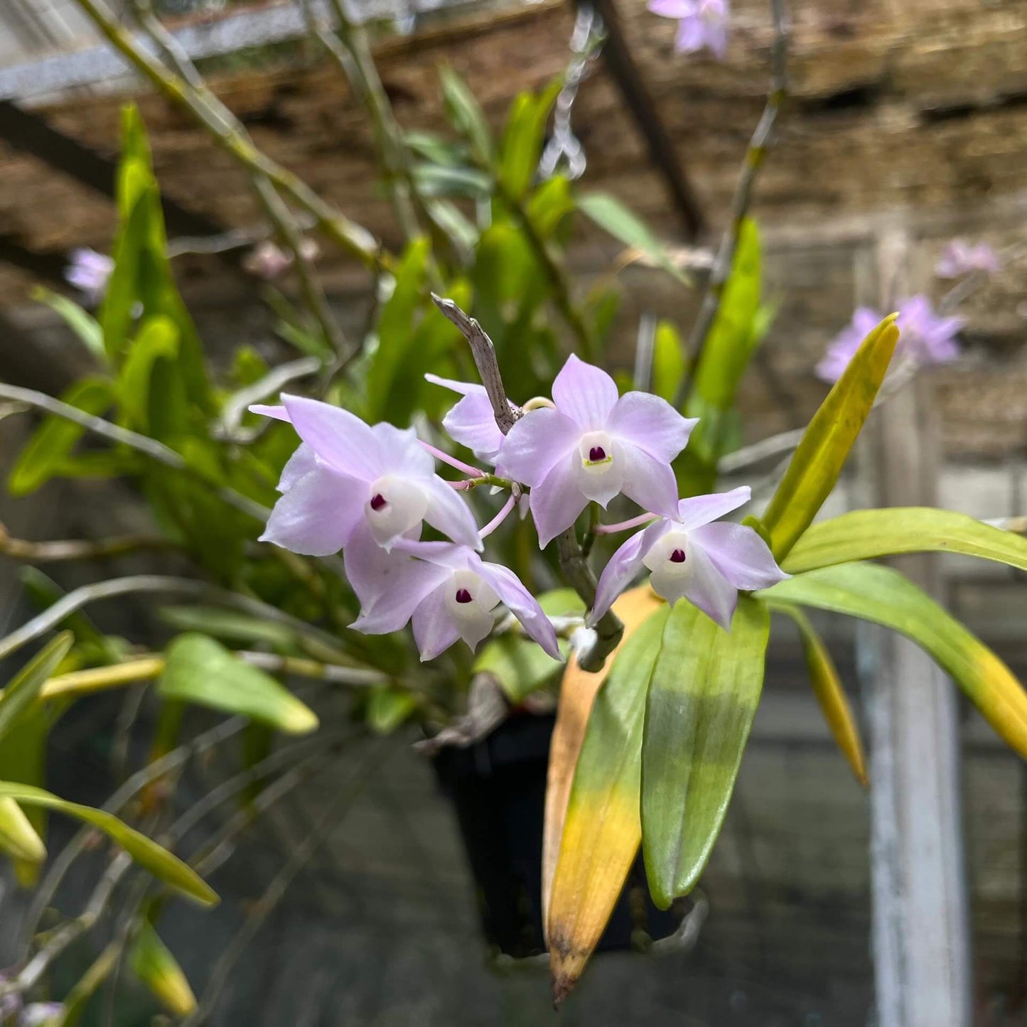 Dendrobium hercoglossum, first described in 1886 by Reichenbach, derives its name from the Greek herkos (“fence”) and glossa (“tongue”), a reference to its distinctive divided lip. Native to Southeast Asia—including Myanmar, Thailand, Vietnam, Cambodia, Malaysia, Laos, southern China, and the Philippines—it typically inhabits evergreen and montane forests at elevations of 50 to 1,200 meters, often growing near streams.