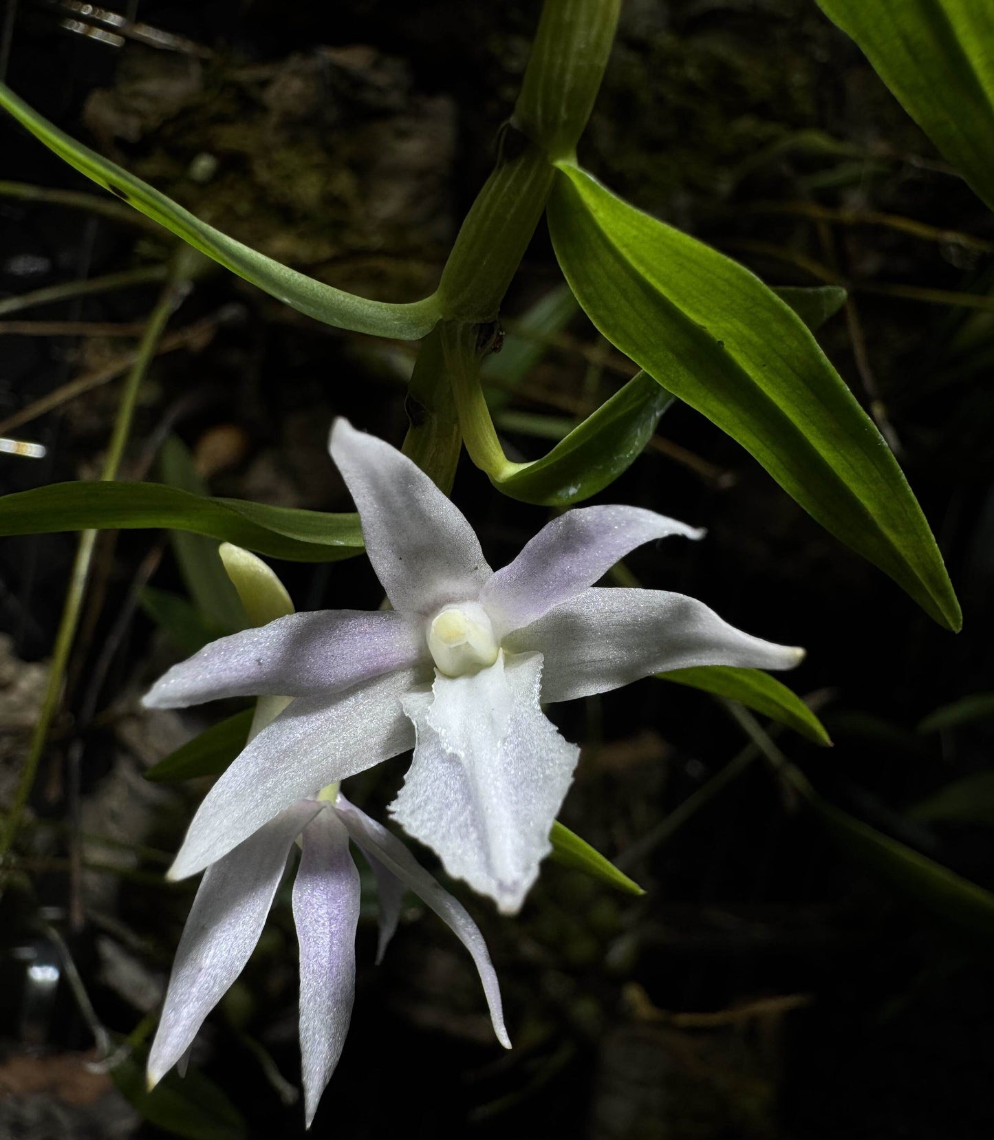 Dendrobium klabatense is a small epiphytic orchid species native to the montane forests of North Sulawesi, Indonesia. It thrives at elevations between 500 and 1150 meters, typically growing as an epiphyte on trees in volcanic slopes.