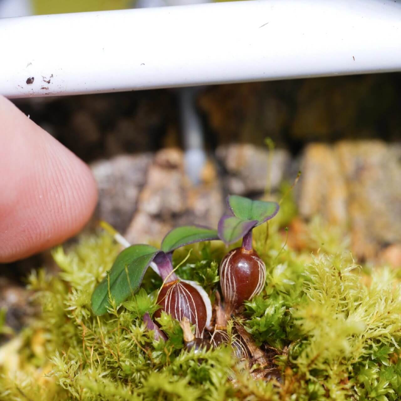Dendrobium leucocyanum is a miniature orchid species native to the high-altitude montane forests of northern Papua New Guinea. It thrives at elevations between 2,130 and 2,590 meters, where it grows as a cold-loving, mat-forming epiphyte.