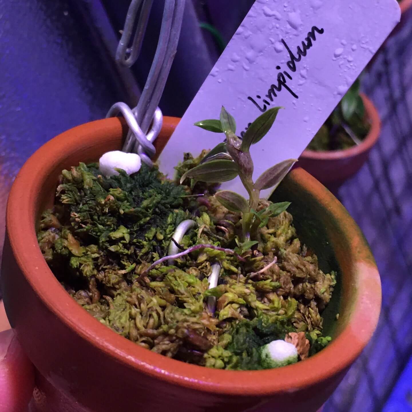 Dendrobium limpidum is a deciduous epiphytic orchid species native to the montane forests of eastern Papua New Guinea, thriving at elevations between 1,500 and 2,100 meters.