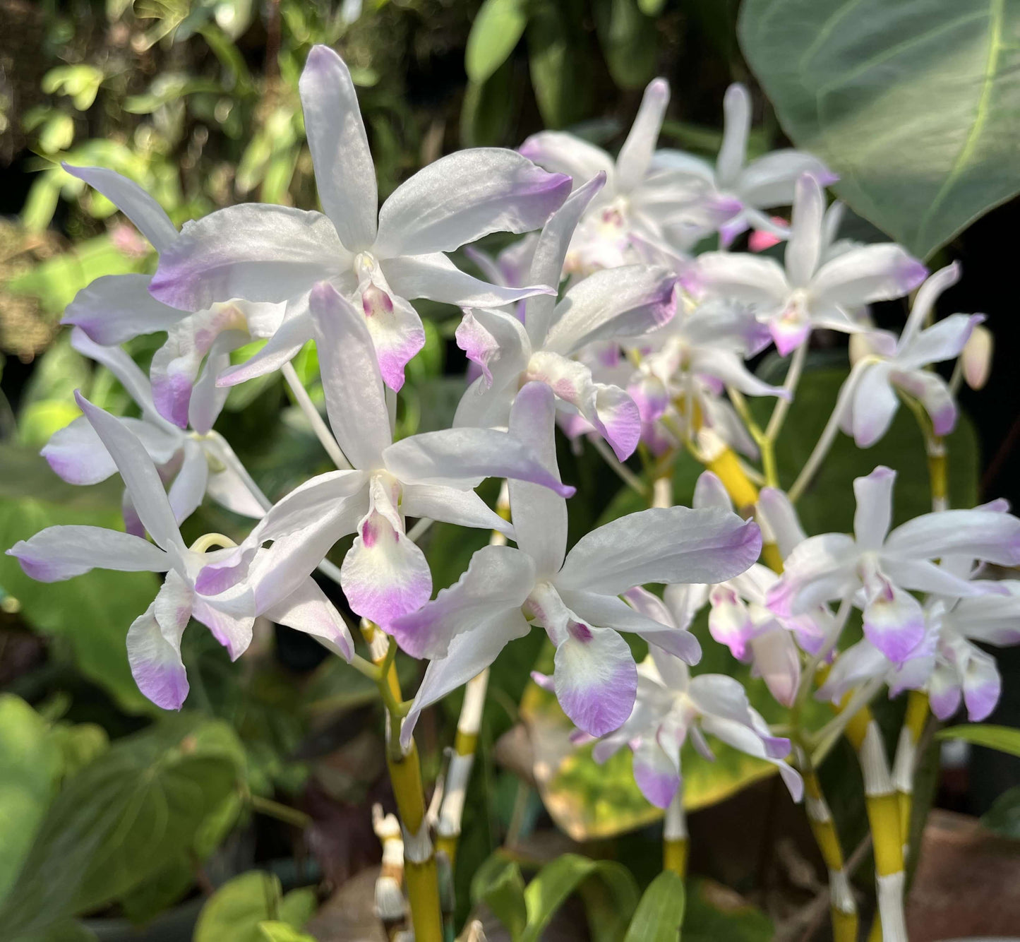 Dendrobium linawianum fma. coerulea is native to China and Vietnam, thriving in subtropical broadleaf forests at elevations of 400–1,500 meters.