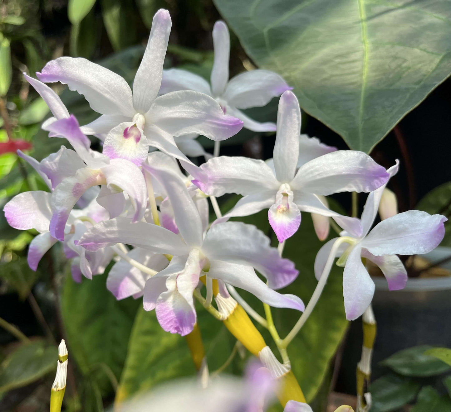 Dendrobium linawianum fma. coerulea is native to China and Vietnam, thriving in subtropical broadleaf forests at elevations of 400–1,500 meters.