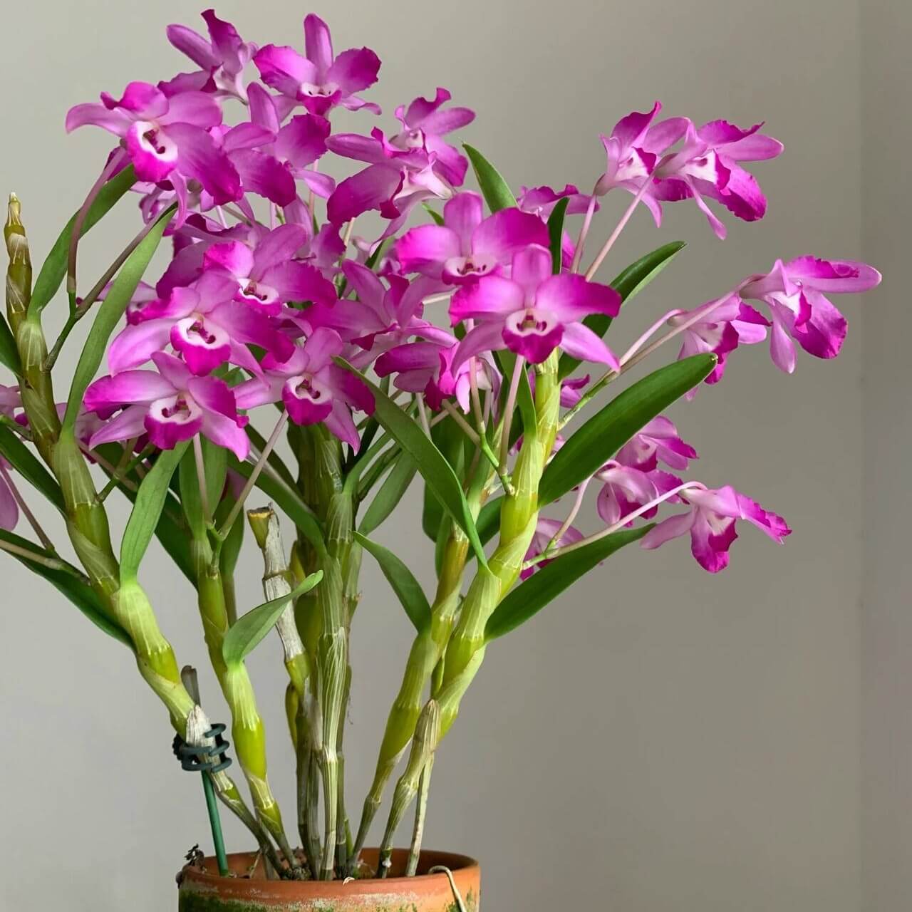 Dendrobium linawianum fma. rubra is native to China and Vietnam, thriving in subtropical broadleaf forests at elevations of 400–1,500 meters.