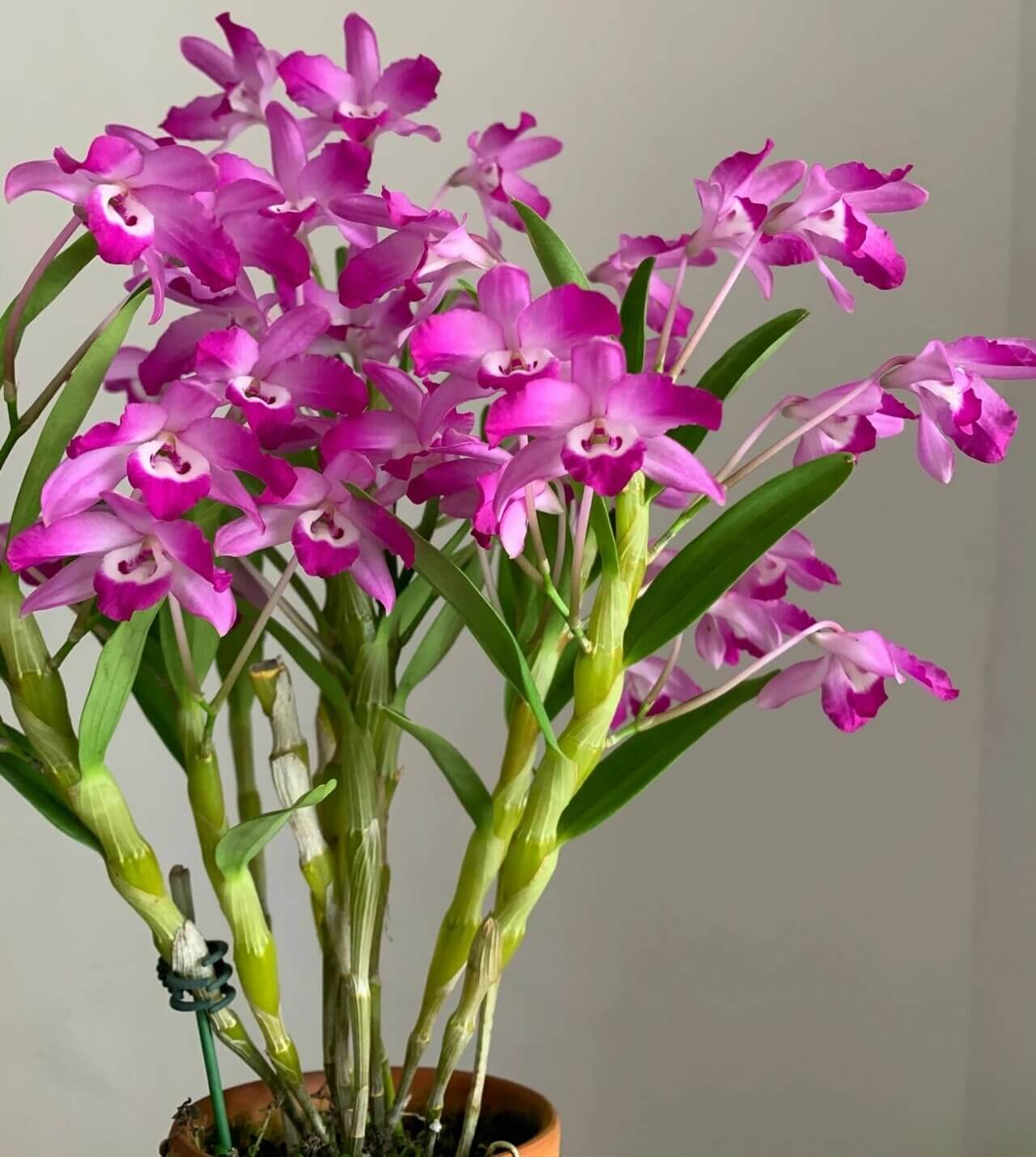 Dendrobium linawianum fma. rubra is native to China and Vietnam, thriving in subtropical broadleaf forests at elevations of 400–1,500 meters.