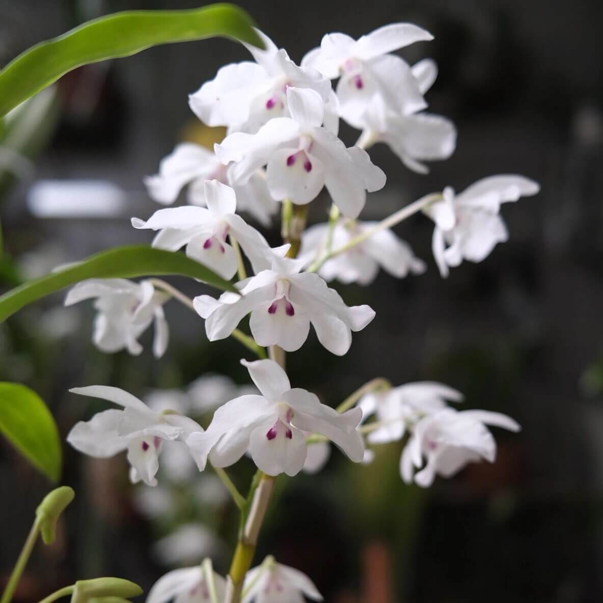 Dendrobium linawianum fma. semi-alba is native to China and Vietnam, thriving in subtropical broadleaf forests at elevations of 400–1,500 meters.