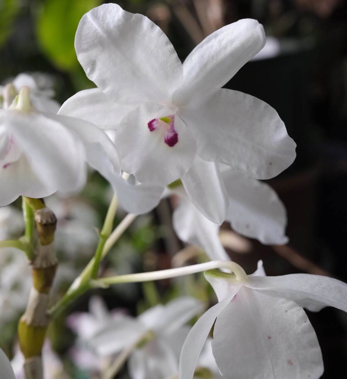Dendrobium linawianum fma. semi-alba is native to China and Vietnam, thriving in subtropical broadleaf forests at elevations of 400–1,500 meters.
