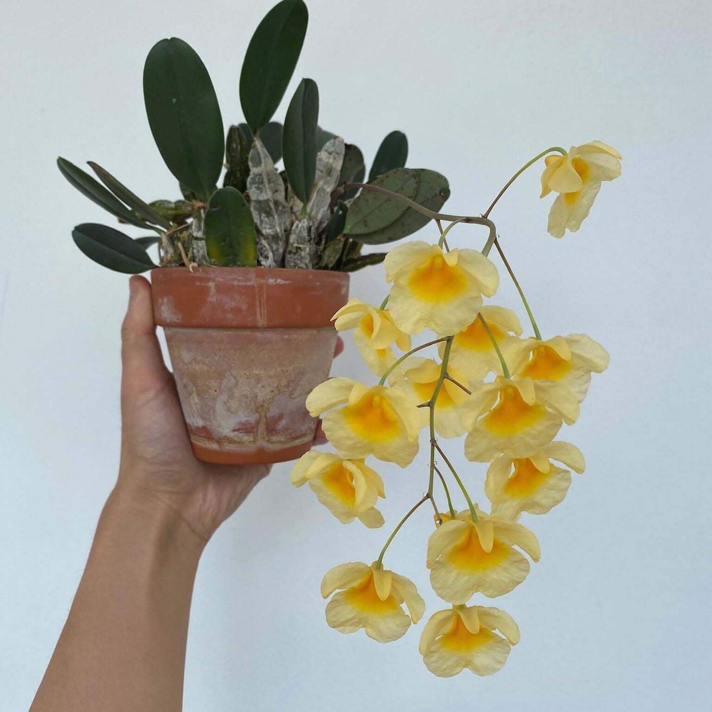 Dendrobium lindleyi is a striking epiphytic orchid native to Southeast Asia, including regions like Assam (India), Bangladesh, Myanmar, Thailand, Laos, Vietnam, and southern China. It thrives in mountainous areas at elevations ranging from 650 to 1,400 meters, where it grows on branches of deciduous trees.