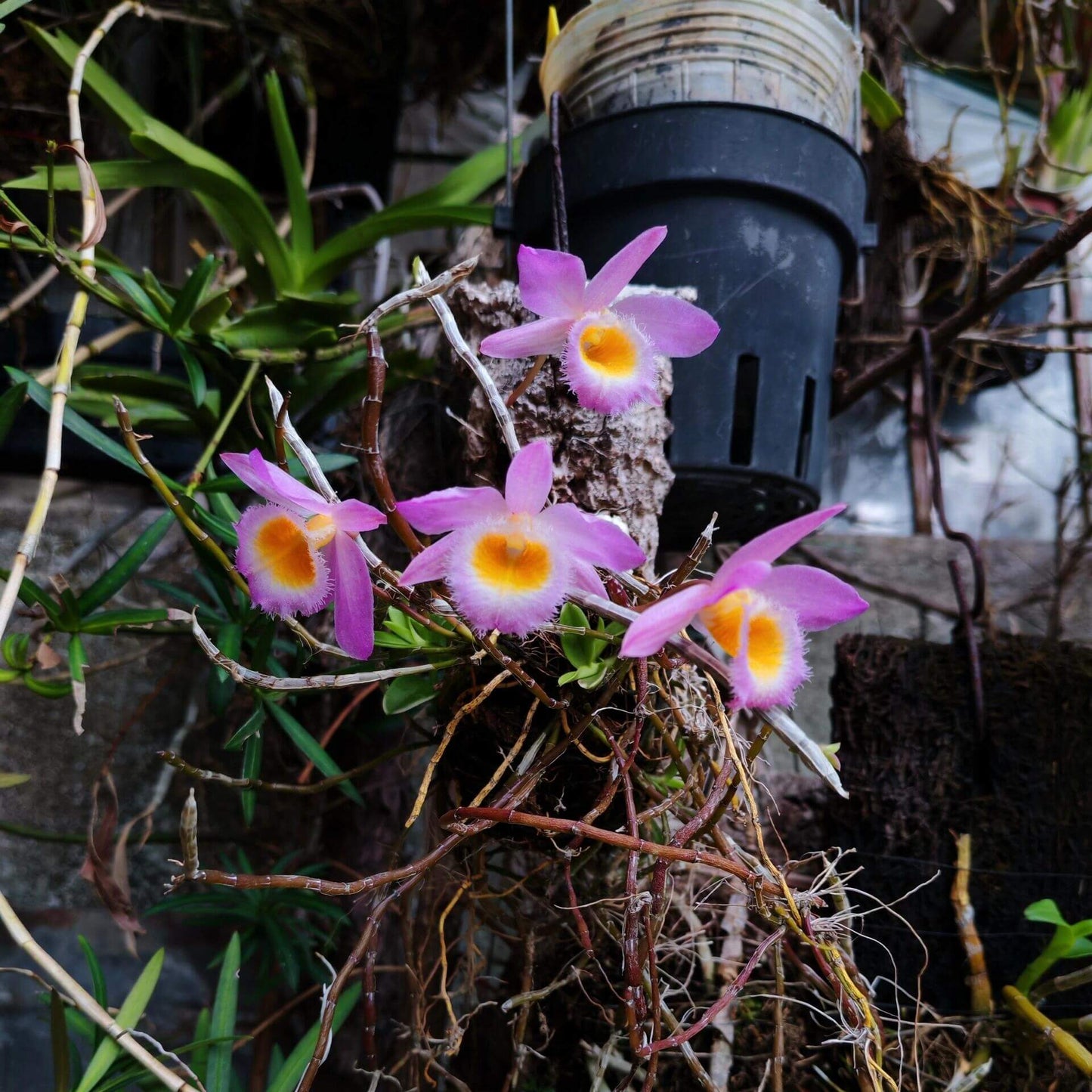 Dendrobium loddigesii is a charming miniature orchid native to the subtropical regions of Southeast Asia, including Laos, Vietnam, and the southern provinces of China such as Guangdong, Guangxi, Guizhou, Hainan, and Yunnan. It thrives at elevations ranging from 1,000 to 1,500 meters in humid, mossy, mixed, and coniferous forests.