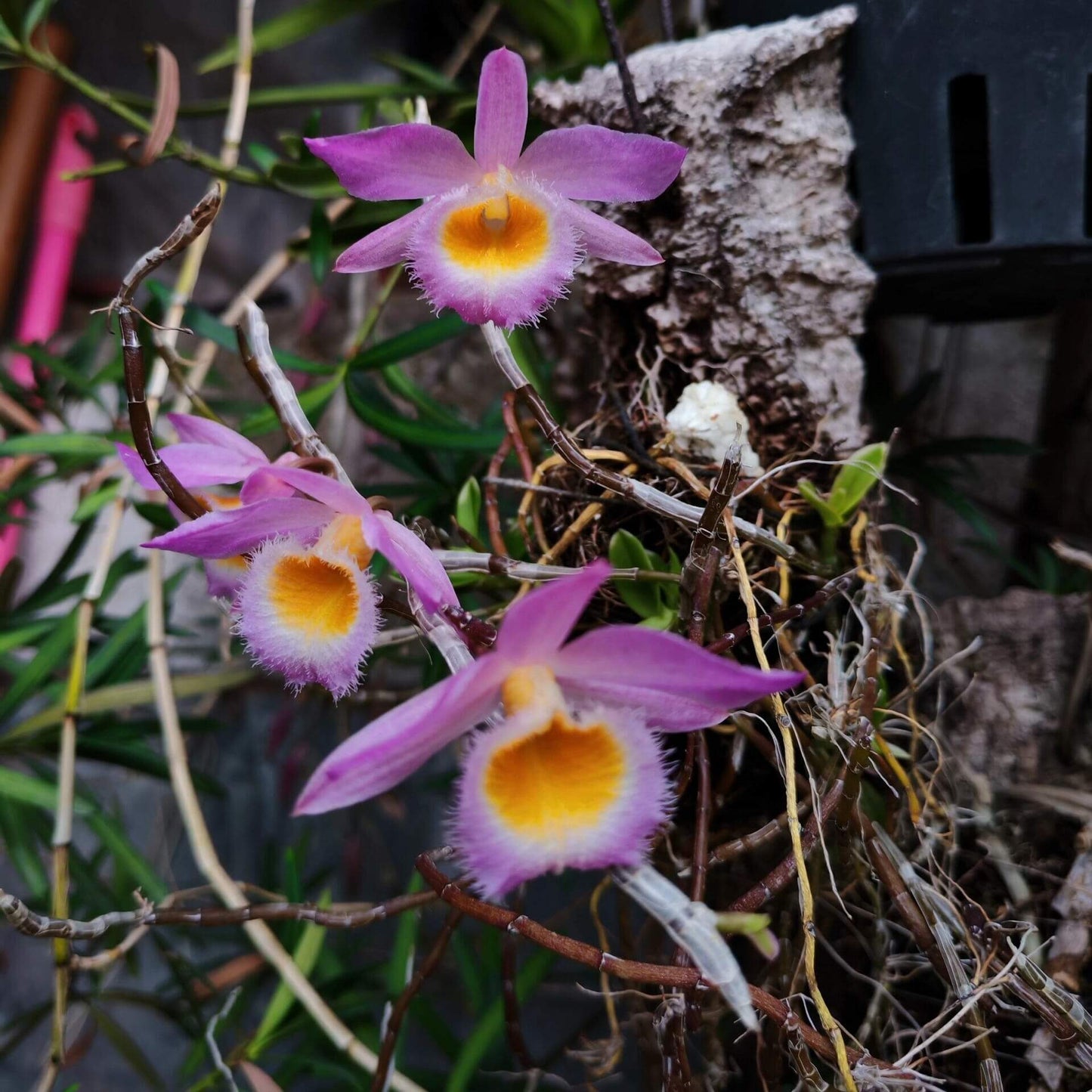Dendrobium loddigesii is a charming miniature orchid native to the subtropical regions of Southeast Asia, including Laos, Vietnam, and the southern provinces of China such as Guangdong, Guangxi, Guizhou, Hainan, and Yunnan. It thrives at elevations ranging from 1,000 to 1,500 meters in humid, mossy, mixed, and coniferous forests.