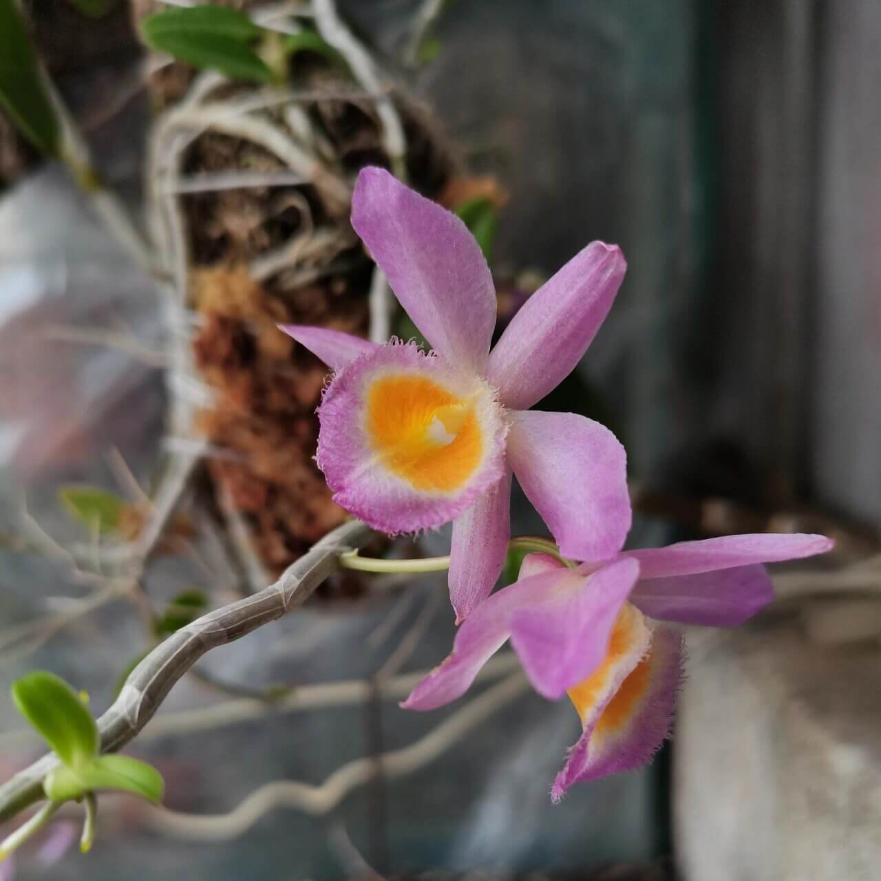 Dendrobium loddigesii is a charming miniature orchid native to the subtropical regions of Southeast Asia, including Laos, Vietnam, and the southern provinces of China such as Guangdong, Guangxi, Guizhou, Hainan, and Yunnan. It thrives at elevations ranging from 1,000 to 1,500 meters in humid, mossy, mixed, and coniferous forests.