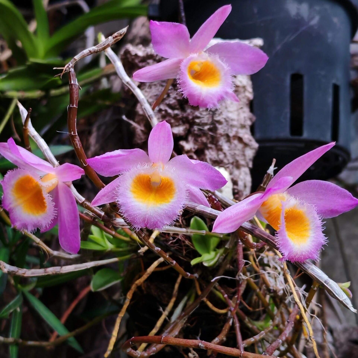 Dendrobium loddigesii is a charming miniature orchid native to the subtropical regions of Southeast Asia, including Laos, Vietnam, and the southern provinces of China such as Guangdong, Guangxi, Guizhou, Hainan, and Yunnan. It thrives at elevations ranging from 1,000 to 1,500 meters in humid, mossy, mixed, and coniferous forests.