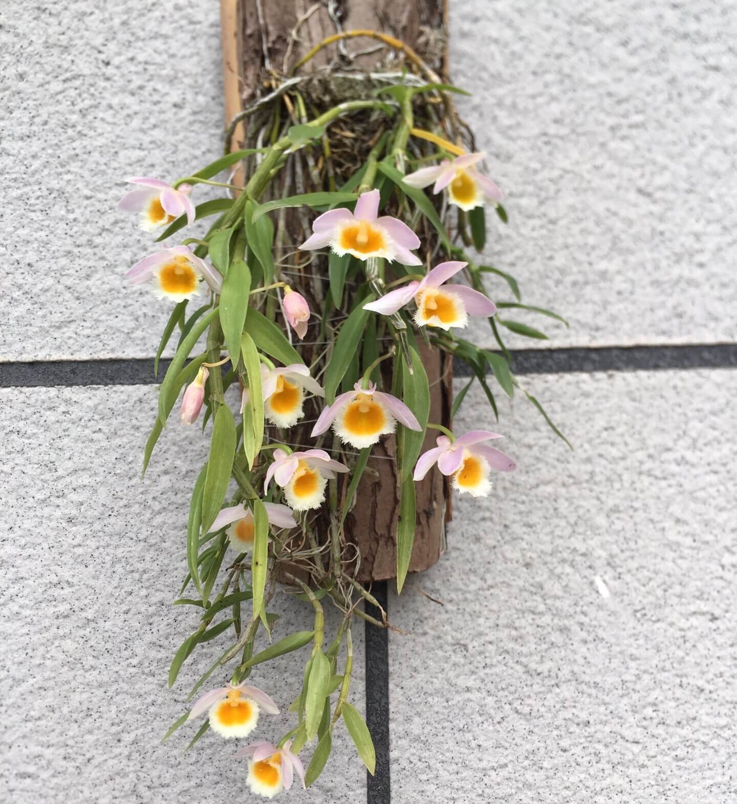 Dendrobium loddigesii is a charming miniature orchid native to the subtropical regions of Southeast Asia, including Laos, Vietnam, and the southern provinces of China such as Guangdong, Guangxi, Guizhou, Hainan, and Yunnan. It thrives at elevations ranging from 1,000 to 1,500 meters in humid, mossy, mixed, and coniferous forests.