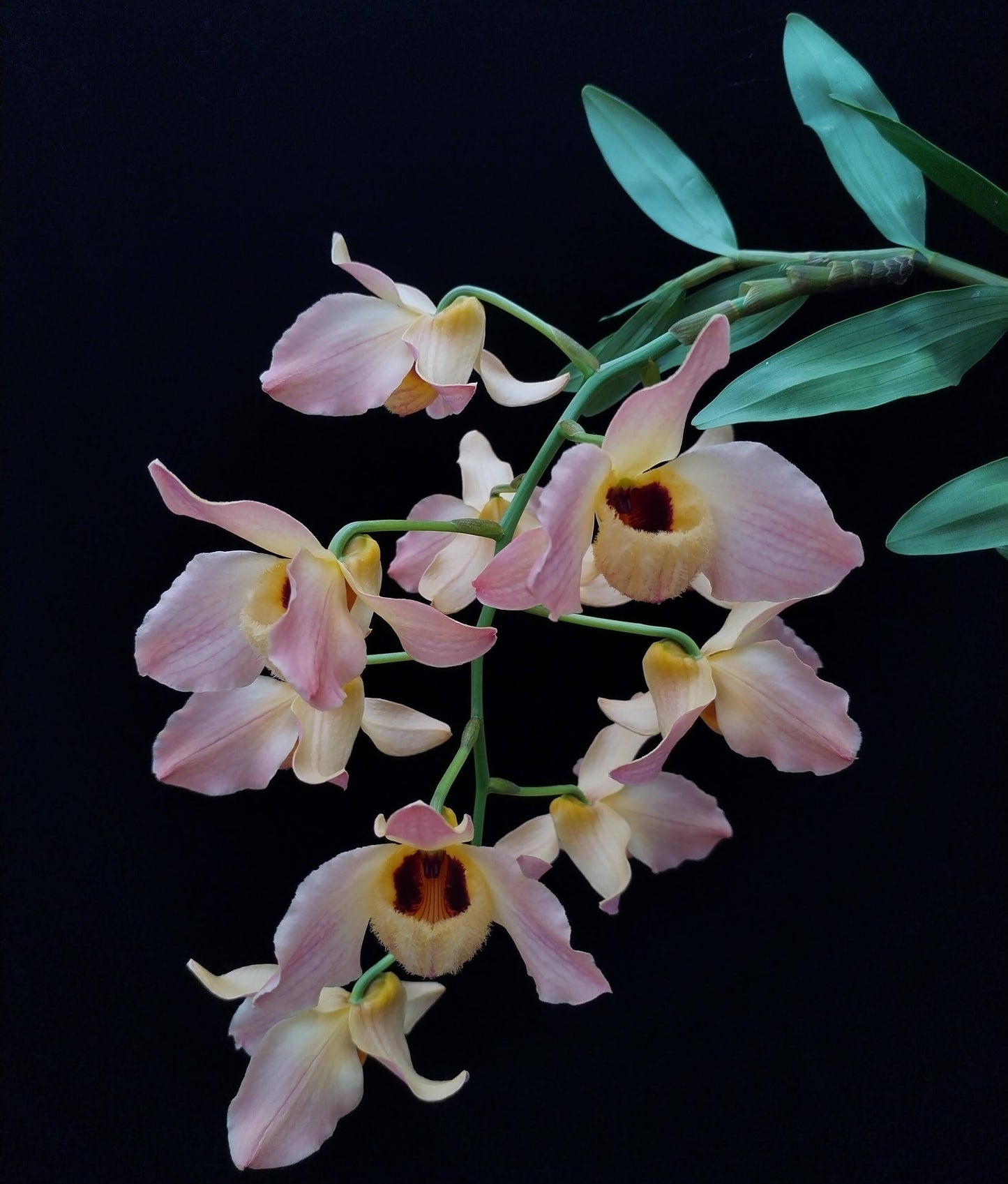 Dendrobium moschatum is native to the Himalayan region (northern and eastern India, Bangladesh, Nepal, Bhutan, Assam, and Yunnan) as well as parts of Indochina, including Vietnam, Thailand, Myanmar, Laos, and Cambodia.