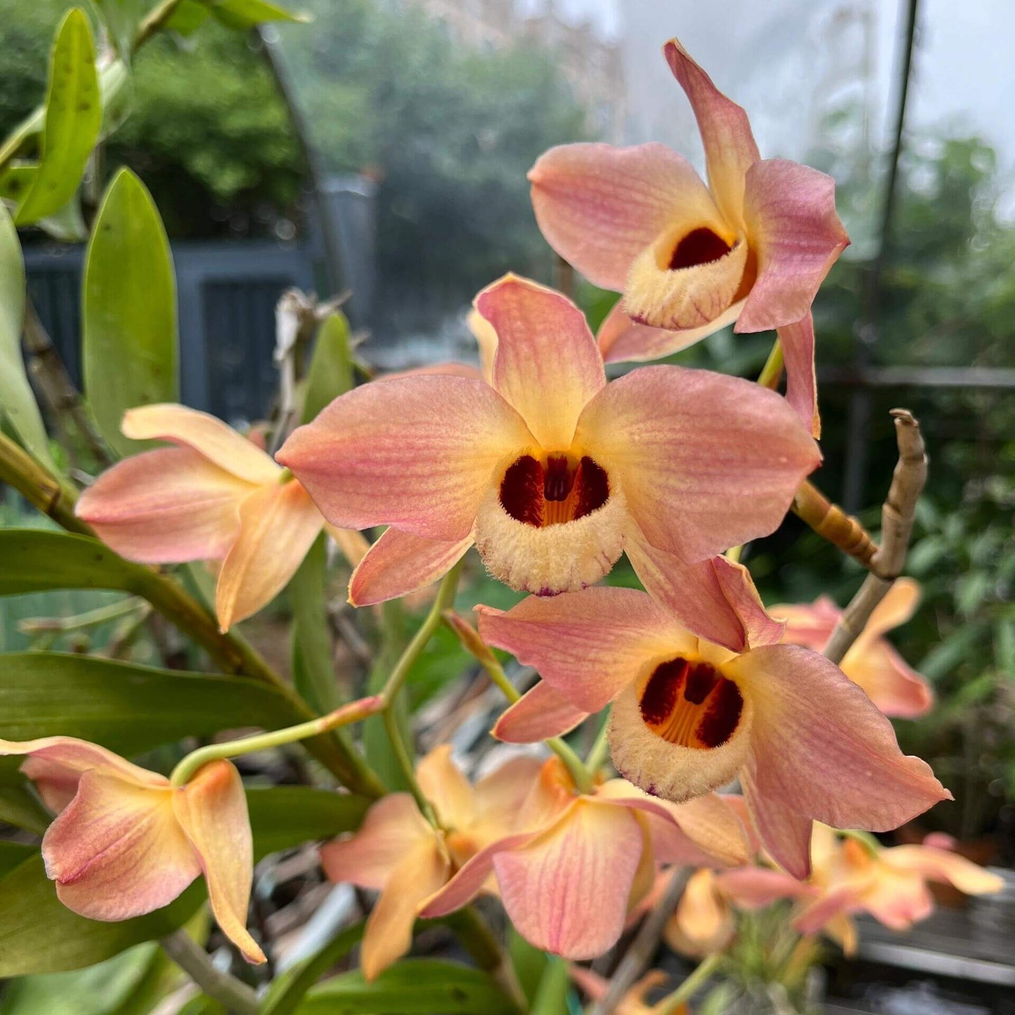 Dendrobium moschatum is native to the Himalayan region (northern and eastern India, Bangladesh, Nepal, Bhutan, Assam, and Yunnan) as well as parts of Indochina, including Vietnam, Thailand, Myanmar, Laos, and Cambodia.