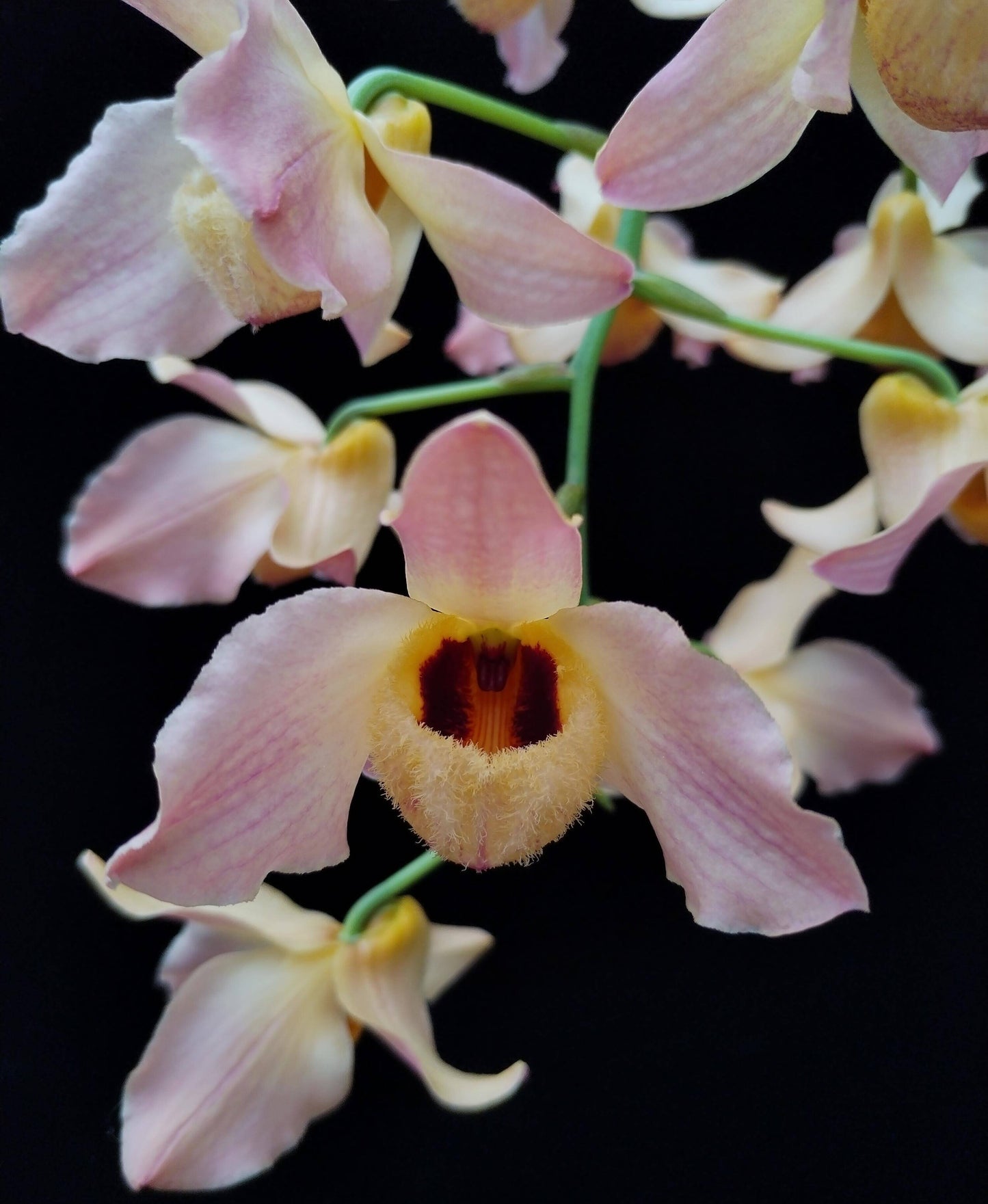 Dendrobium moschatum is native to the Himalayan region (northern and eastern India, Bangladesh, Nepal, Bhutan, Assam, and Yunnan) as well as parts of Indochina, including Vietnam, Thailand, Myanmar, Laos, and Cambodia.