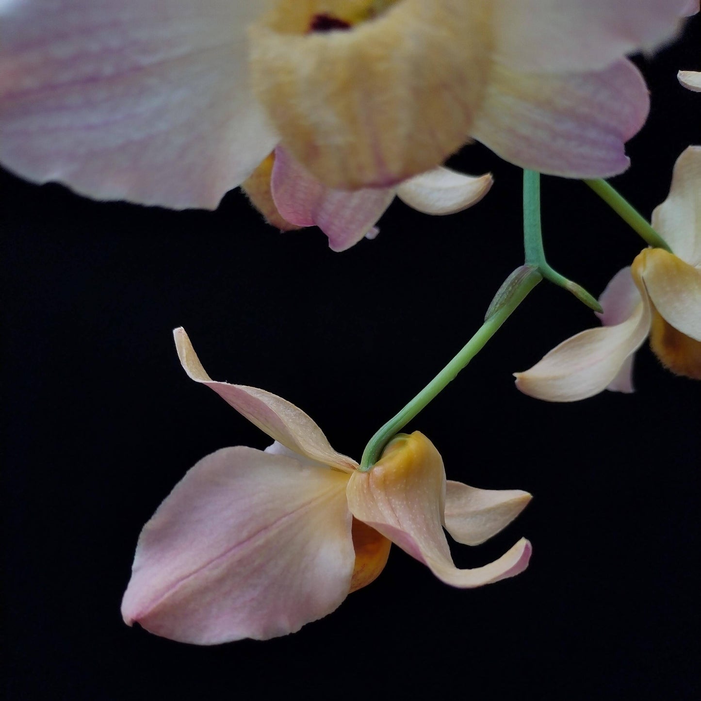 Dendrobium moschatum is native to the Himalayan region (northern and eastern India, Bangladesh, Nepal, Bhutan, Assam, and Yunnan) as well as parts of Indochina, including Vietnam, Thailand, Myanmar, Laos, and Cambodia.