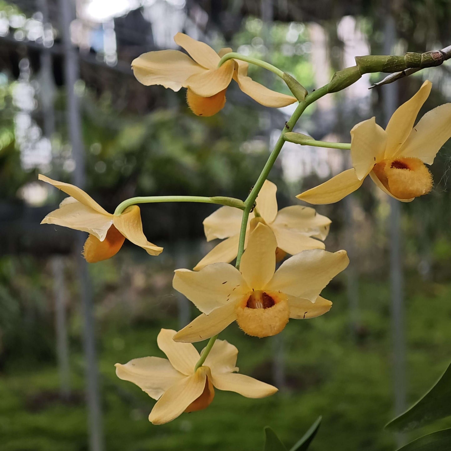 Dendrobium moschatum fma. flava is native to the Himalayan region (northern and eastern India, Bangladesh, Nepal, Bhutan, Assam, and Yunnan) as well as parts of Indochina, including Vietnam, Thailand, Myanmar, Laos, and Cambodia.