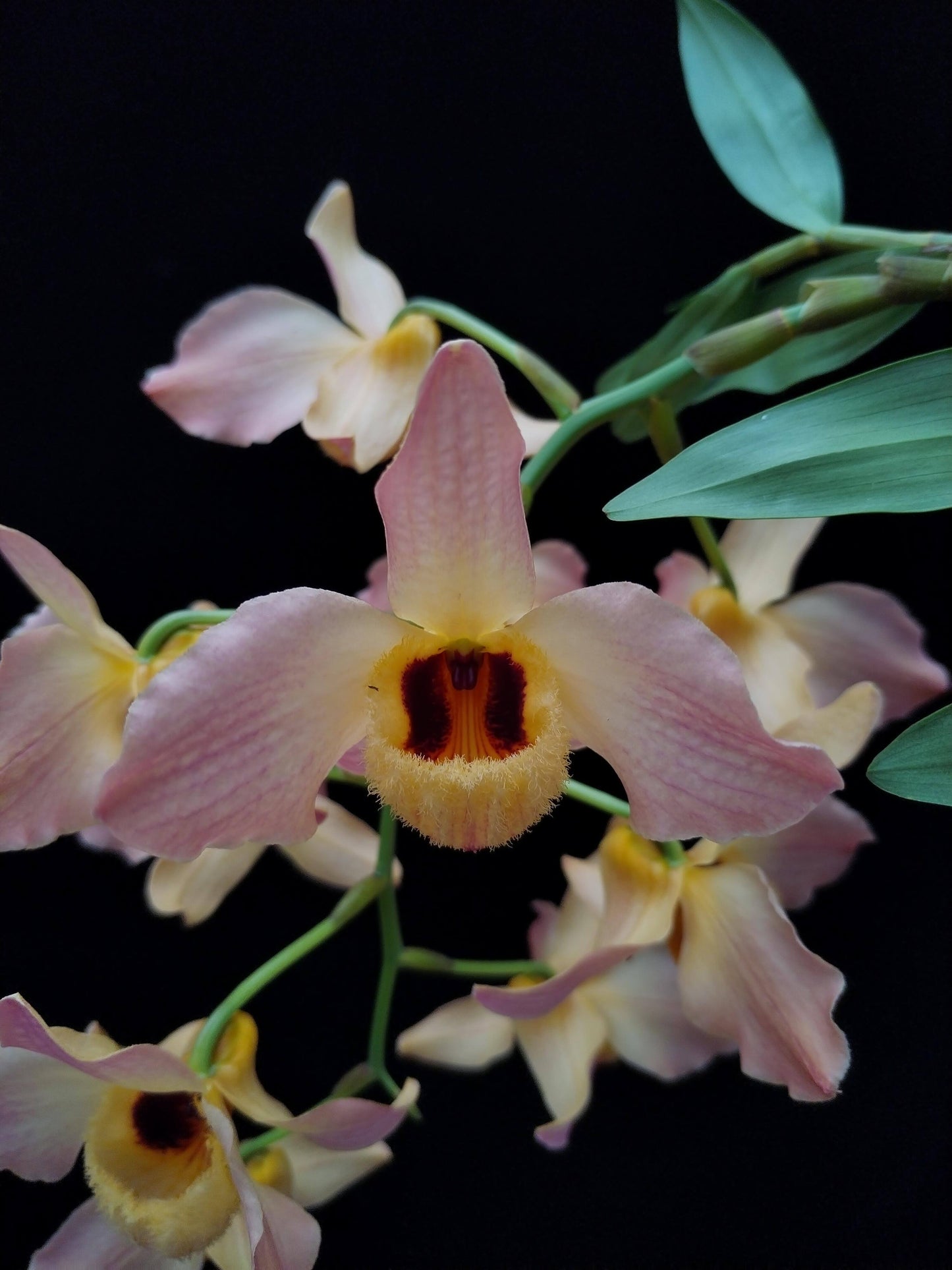 Dendrobium moschatum is native to the Himalayan region (northern and eastern India, Bangladesh, Nepal, Bhutan, Assam, and Yunnan) as well as parts of Indochina, including Vietnam, Thailand, Myanmar, Laos, and Cambodia.