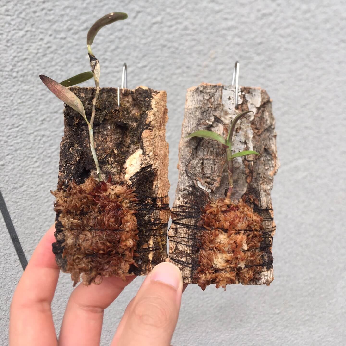 Dendrobium mutabile is an epiphytic orchid species native to the humid forests of Java and Sumatra in Indonesia. It thrives at elevations ranging from 700 to 2,100 meters above sea level.