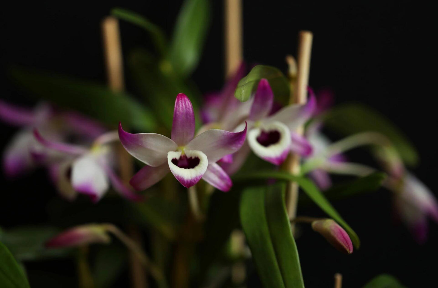 Dendrobium nobile is a stunning orchid species native to the Himalayas, southern China, and Southeast Asia. Renowned for its graceful, arching canes and fragrant, waxy blooms, it has become a popular choice among orchid enthusiasts and is even the state flower of Sikkim, India.