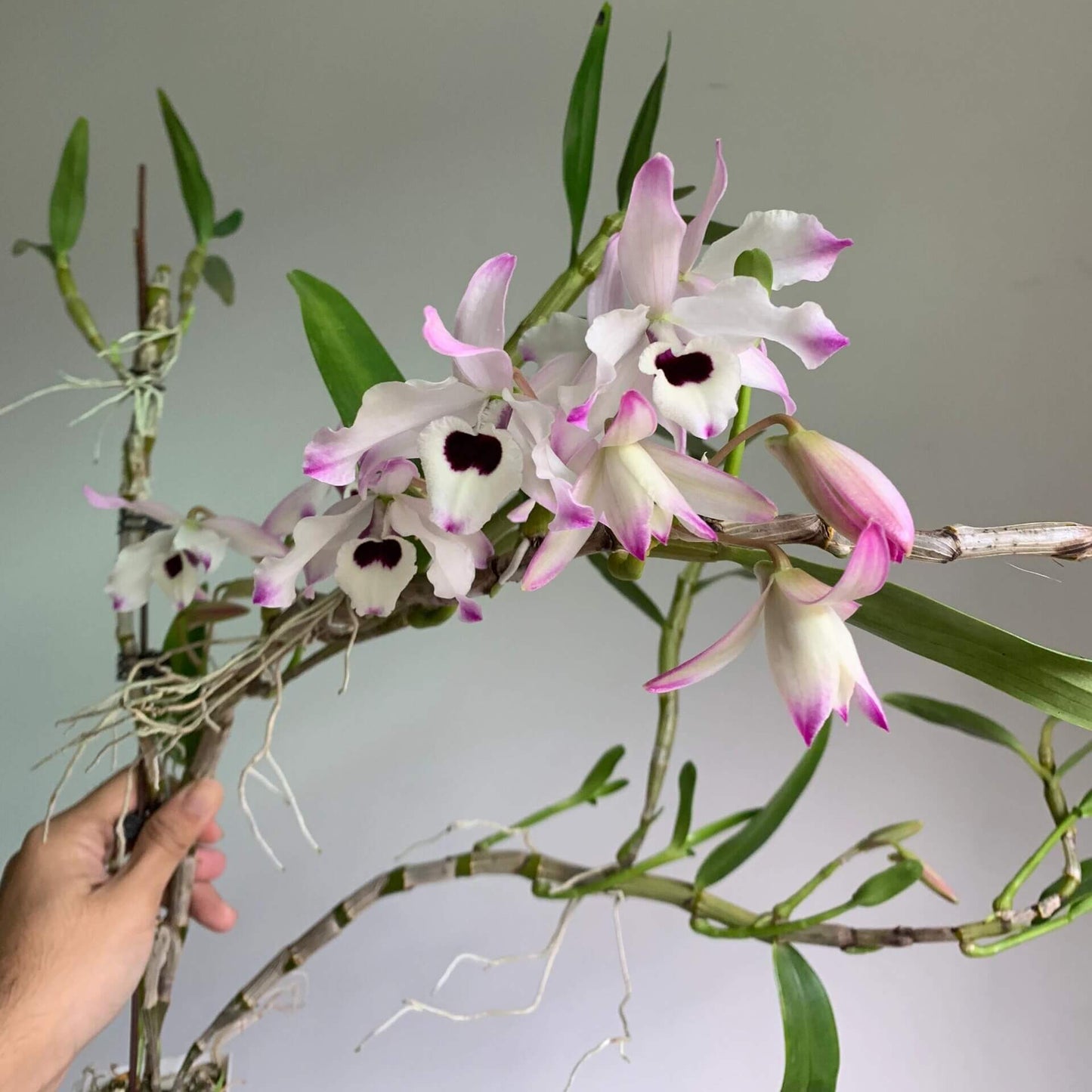Dendrobium nobile is a stunning orchid species native to the Himalayas, southern China, and Southeast Asia. Renowned for its graceful, arching canes and fragrant, waxy blooms, it has become a popular choice among orchid enthusiasts and is even the state flower of Sikkim, India.