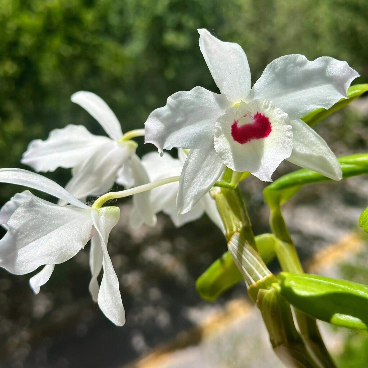 Dendrobium nobile fma. alboluteum (white form, crimson blotch) is a stunning orchid species native to the Himalayas, southern China, and Southeast Asia.
