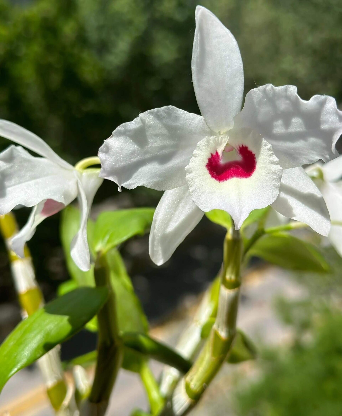 Dendrobium nobile fma. alboluteum (white form, crimson blotch) is a stunning orchid species native to the Himalayas, southern China, and Southeast Asia.