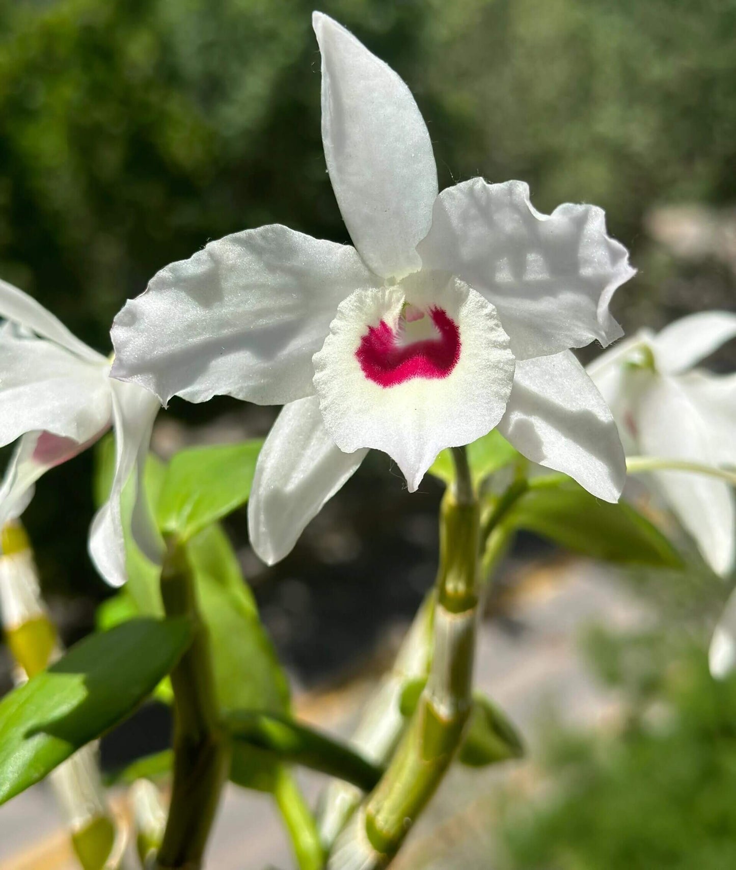 Dendrobium nobile fma. alboluteum (white form, crimson blotch) is a stunning orchid species native to the Himalayas, southern China, and Southeast Asia.