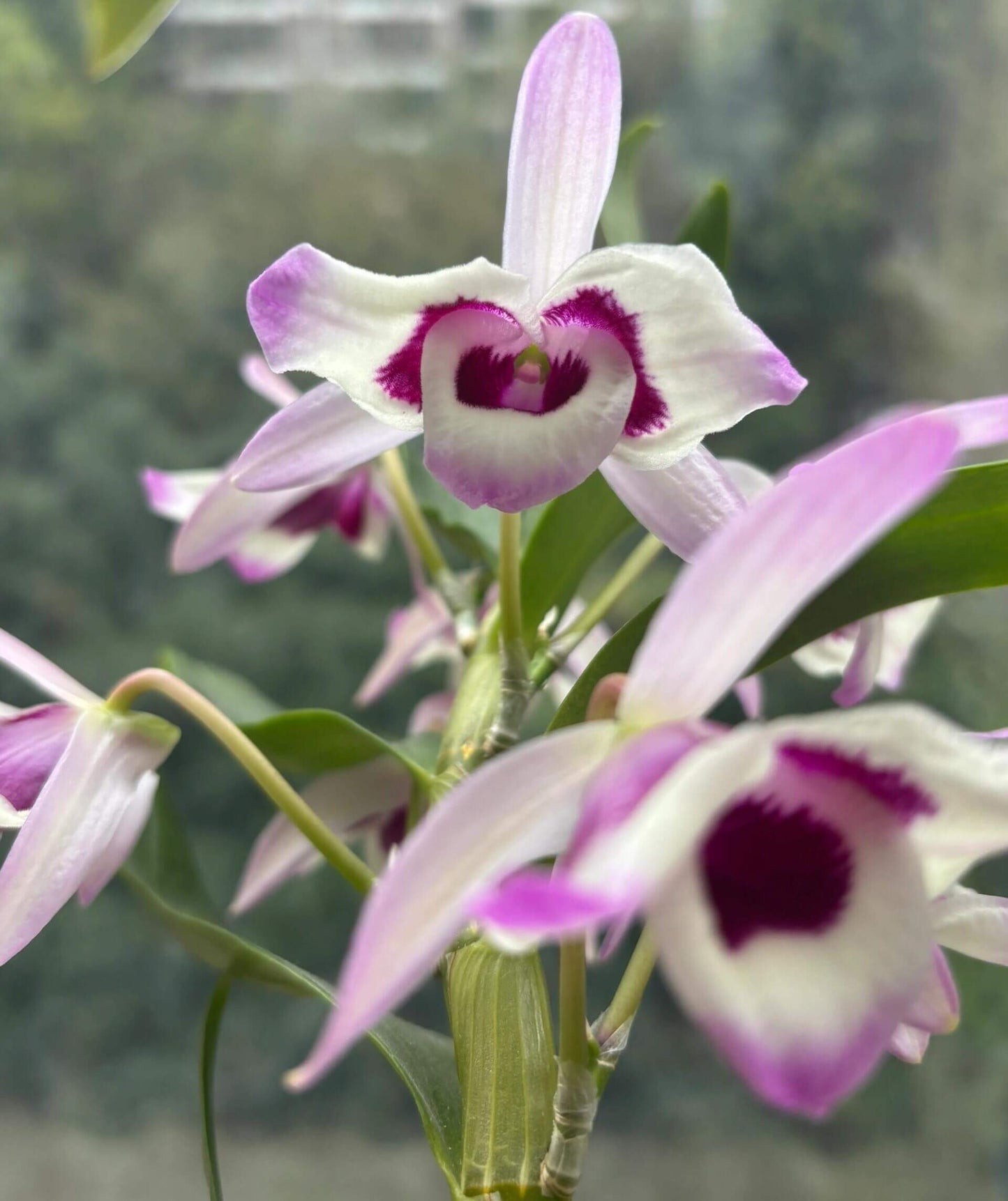 Dendrobium nobile fma. carnea is a stunning orchid species native to the Himalayas, southern China, and Southeast Asia.