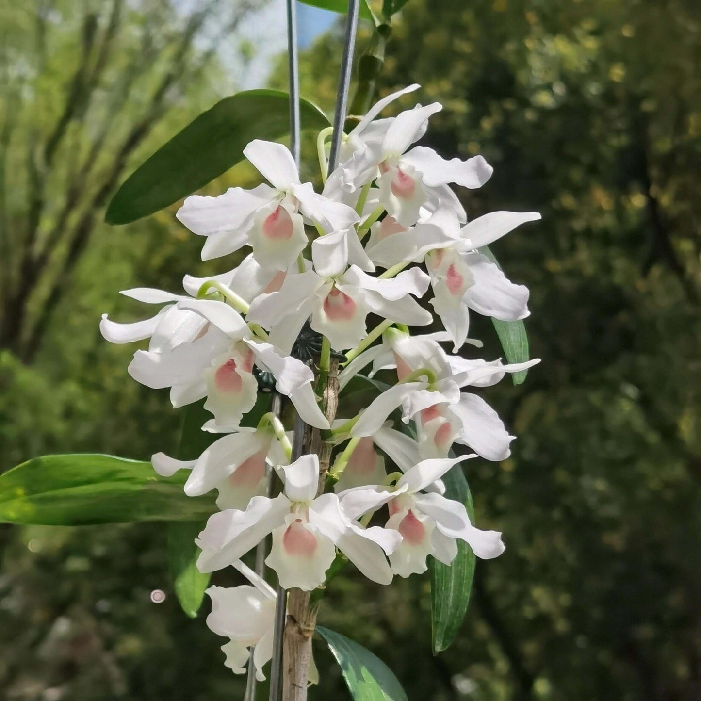 Dendrobium nobile fma. carnea 'F. Arima' is a stunning orchid species native to the Himalayas, southern China, and Southeast Asia.