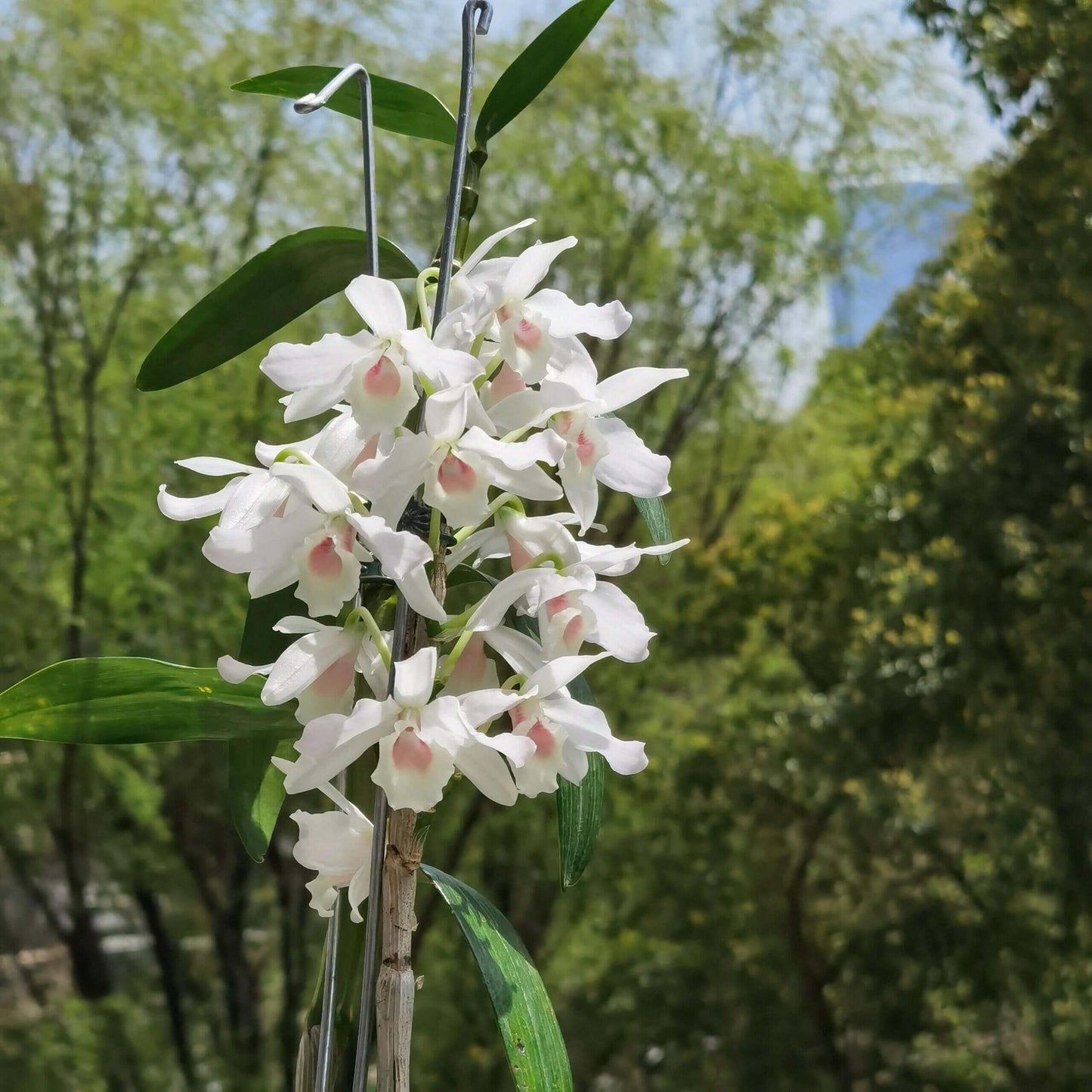 Dendrobium nobile fma. carnea 'F. Arima' is a stunning orchid species native to the Himalayas, southern China, and Southeast Asia.