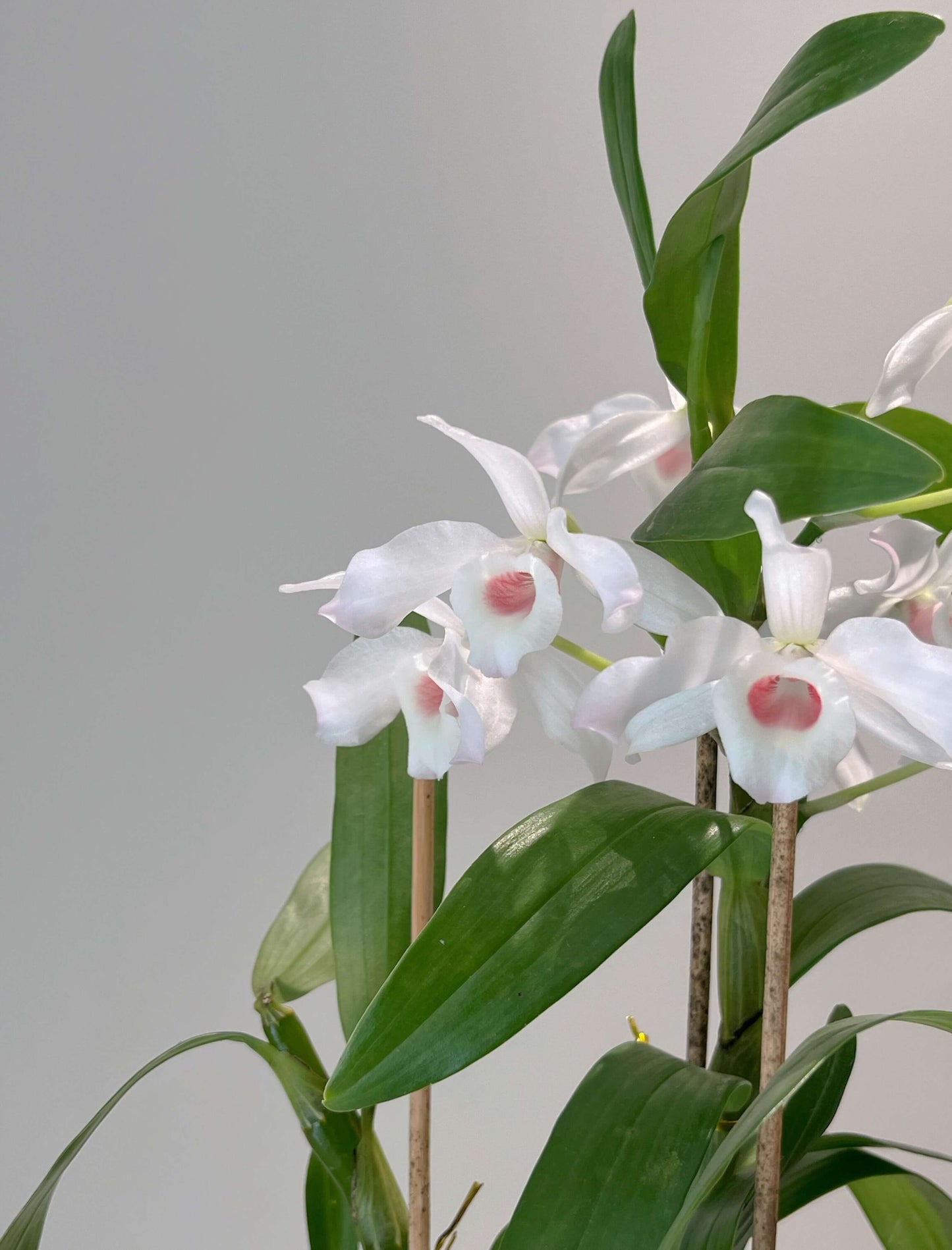 Dendrobium nobile fma. carnea 'F. Arima' is a stunning orchid species native to the Himalayas, southern China, and Southeast Asia.